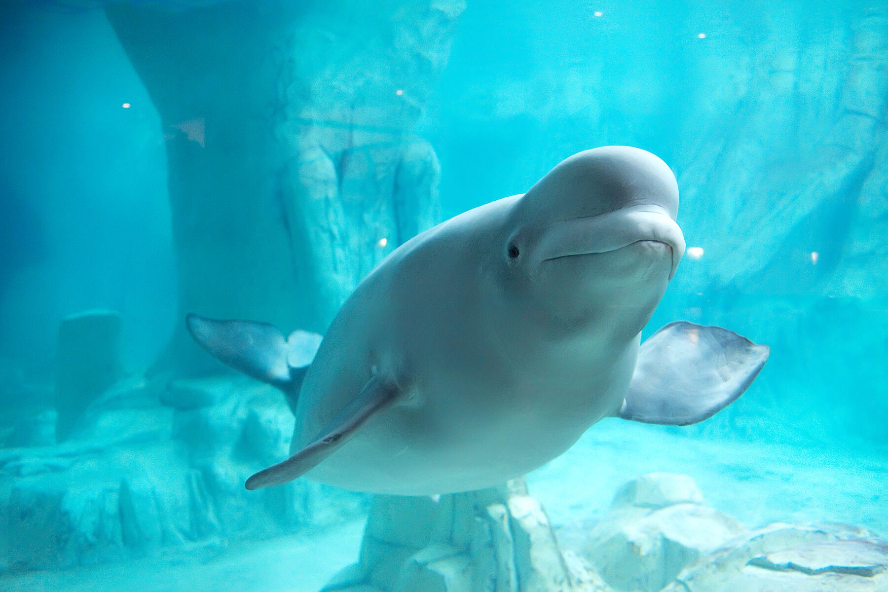 06_AnimalsofNorthPole__BelugaWhale_shutterstock_46566328