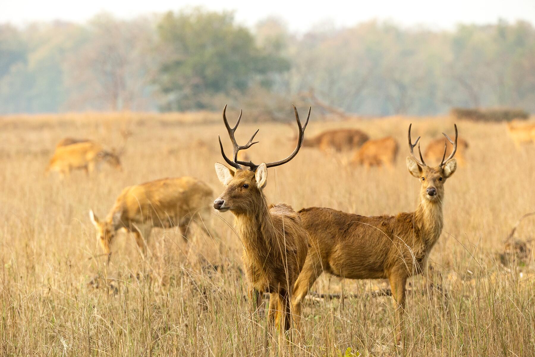 08_AnimalsInIndia__Barasingha_shutterstock_1776682898