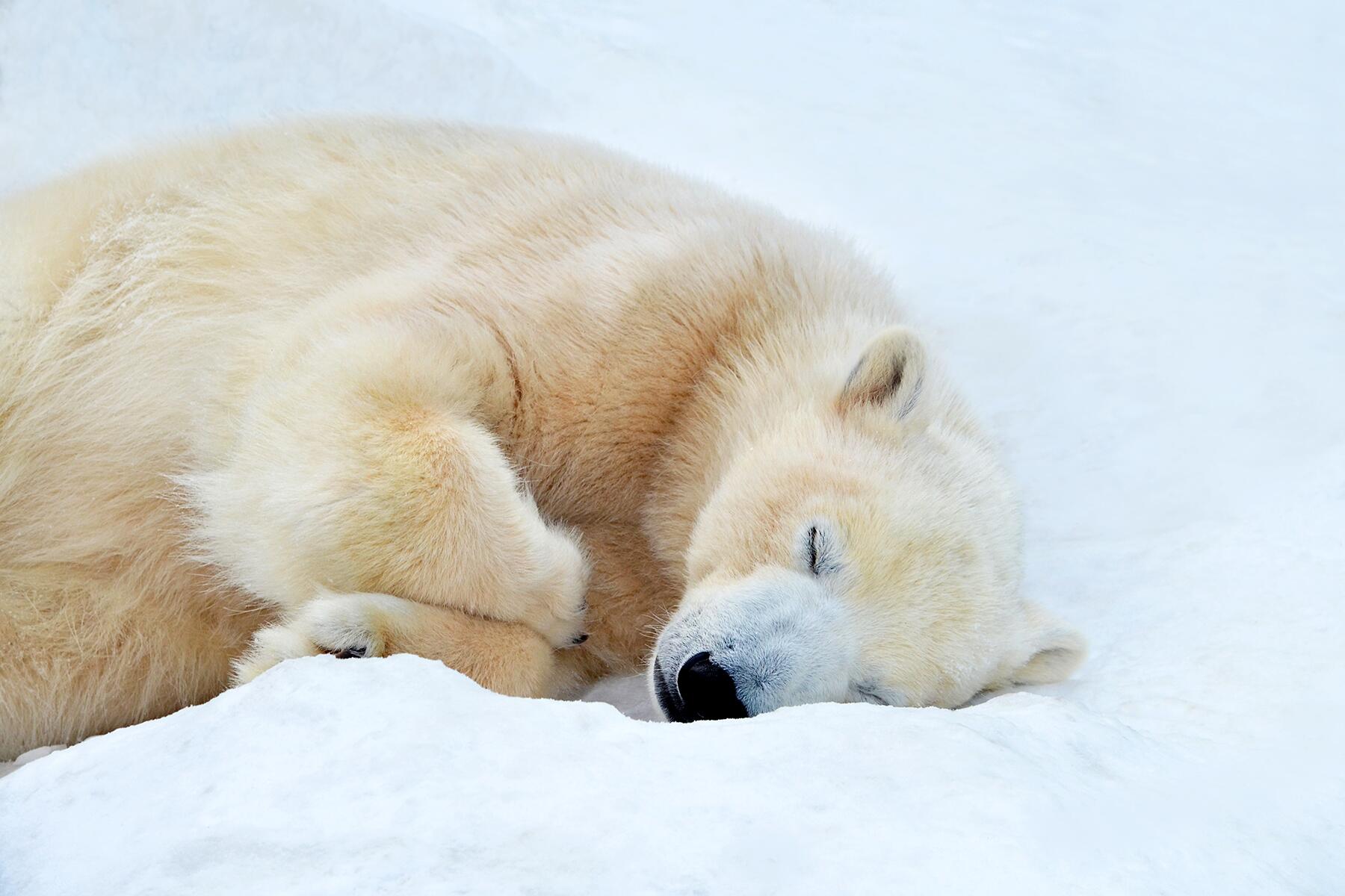 09_AnimalsofNorthPole__PolarBear_shutterstock_1724547358