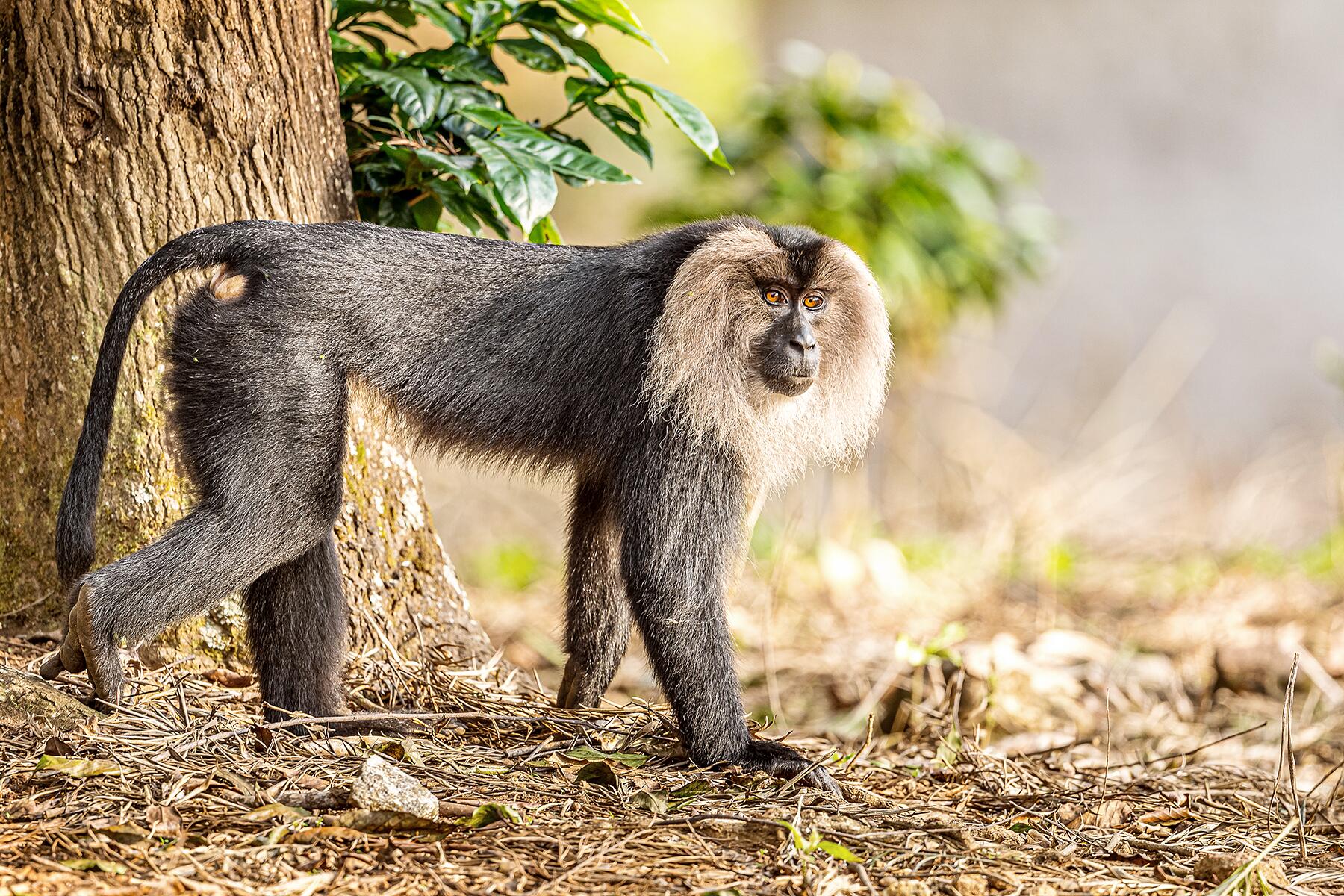 Indias Animals