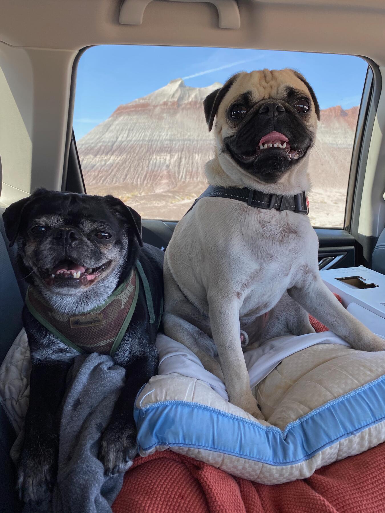 Bear and Ted in The Petrified Forest, Arizona