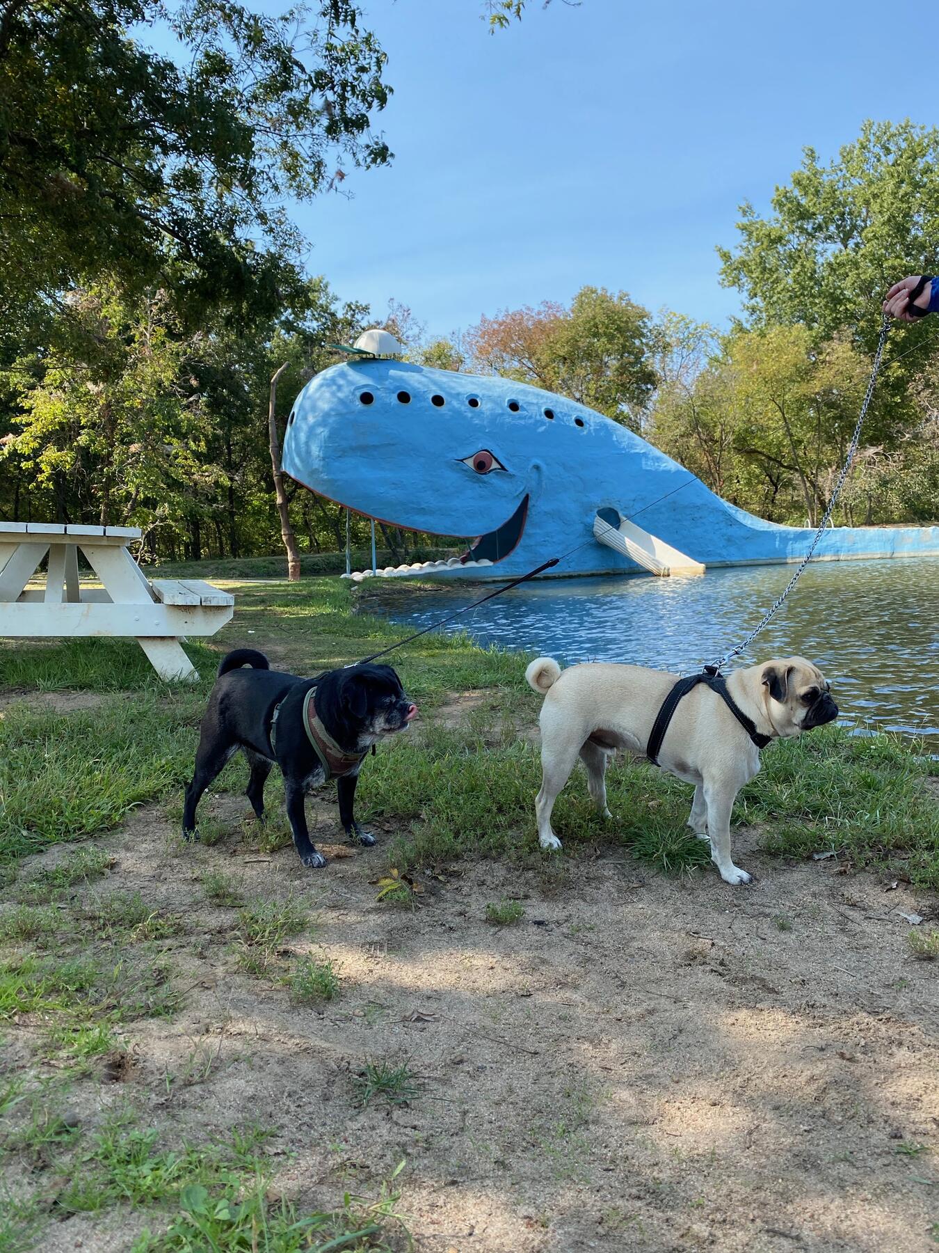 Teddy and Bear at The Blue Whale of Catoosa in Oklahoma