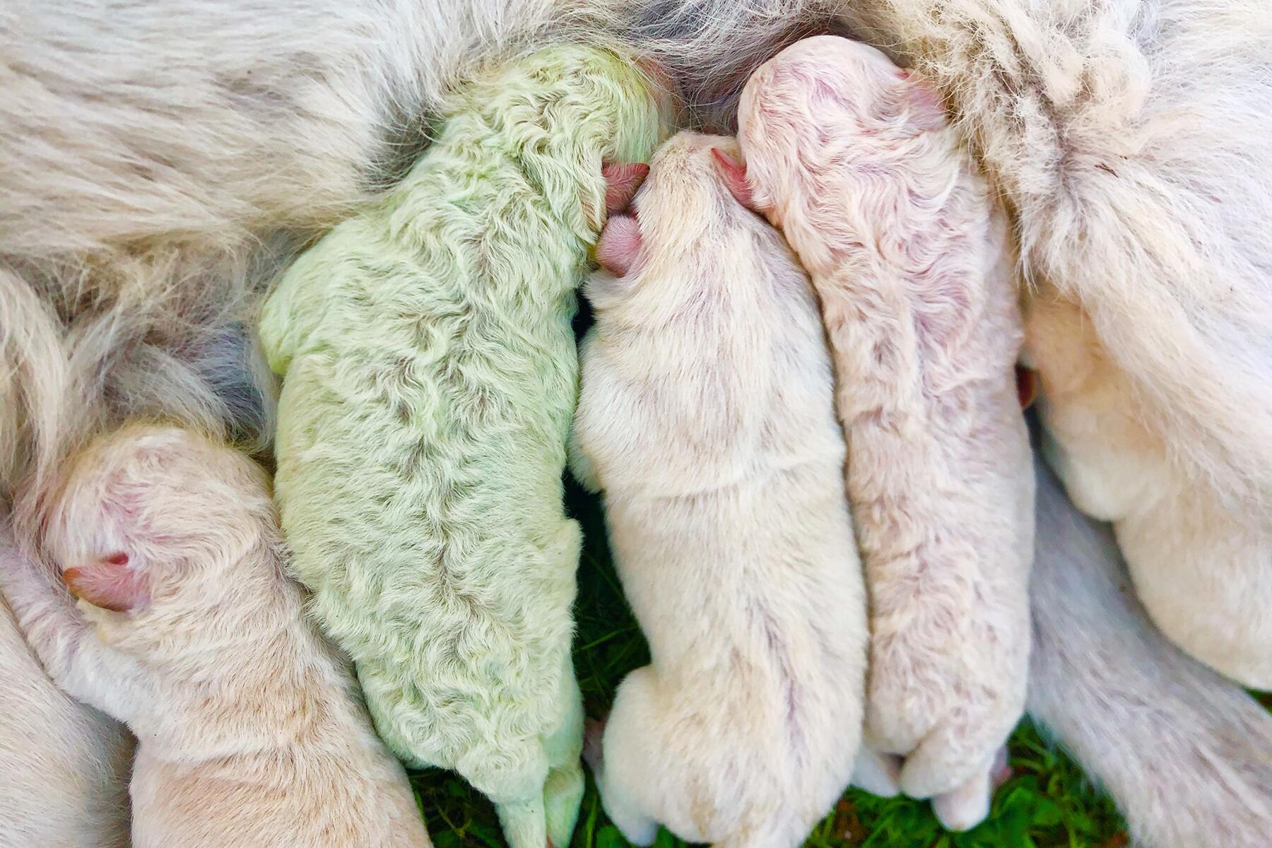 02_RareAnimals__Greenpup_2.) image1 copy