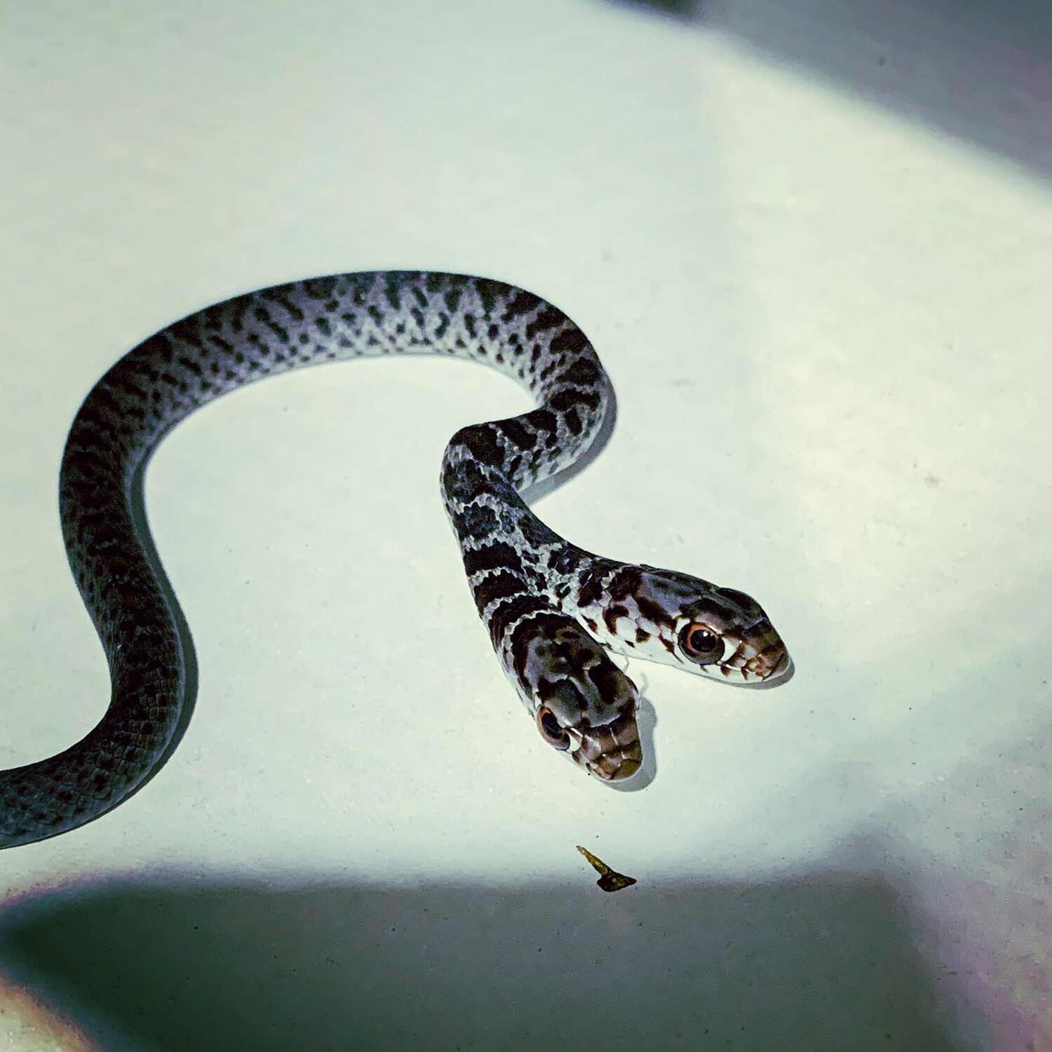 03_RareAnimals__TwoHeadedSnake_3.) 120161578_10224764320760874_7315349251925477880_o