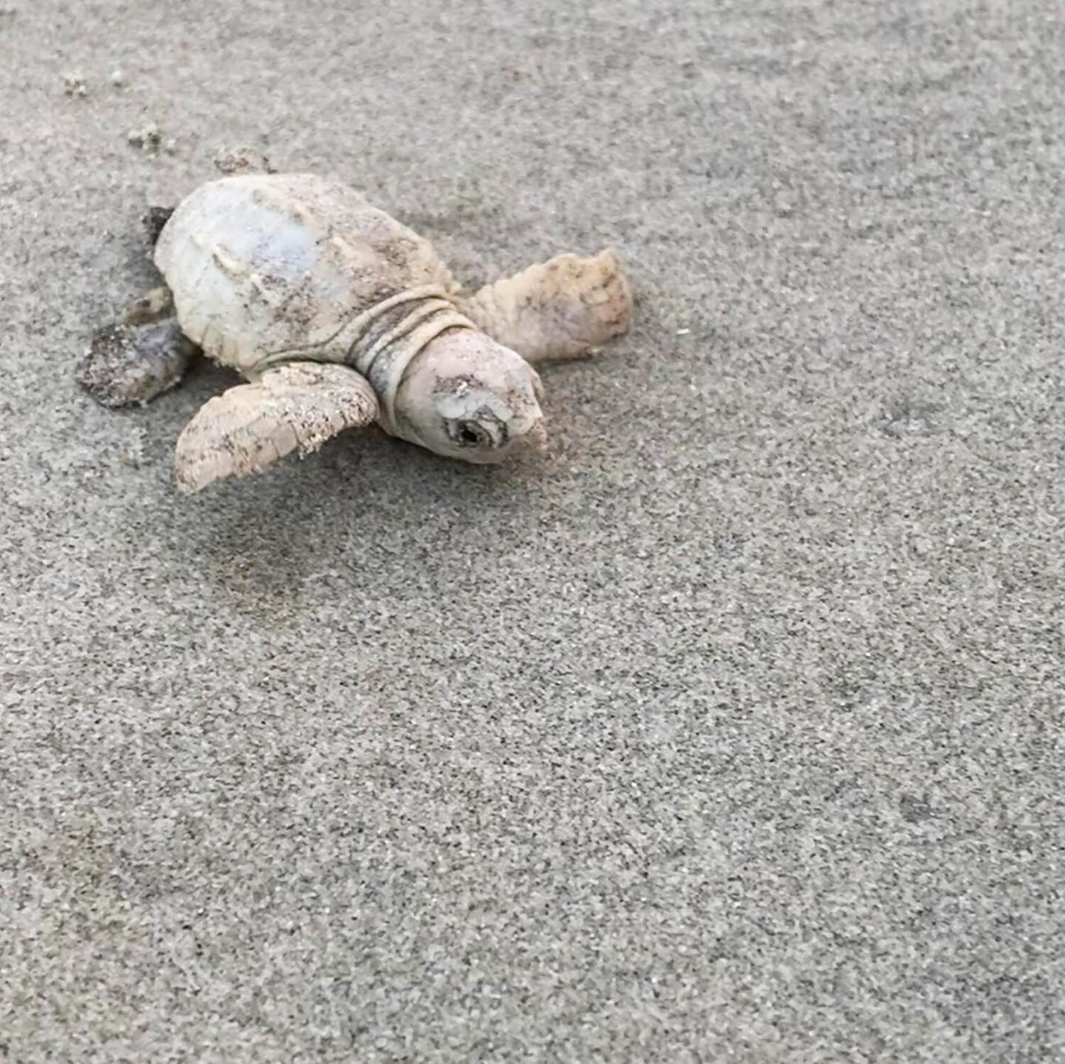 04_RareAnimals__whiteSeaTurtle_4.) 121724515_1729625157211749_4859511429730195852_o