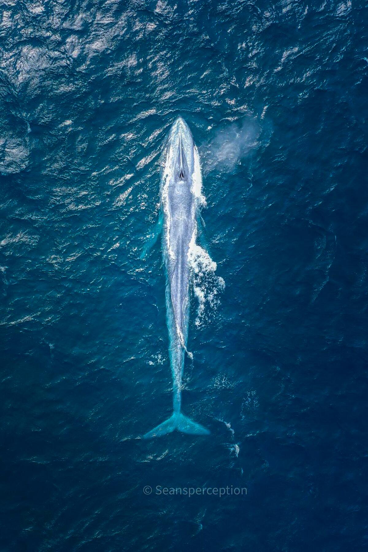 06_RareAnimals__BlueWhale_6.) 117724025_768537697308855_8073313983764248329_n