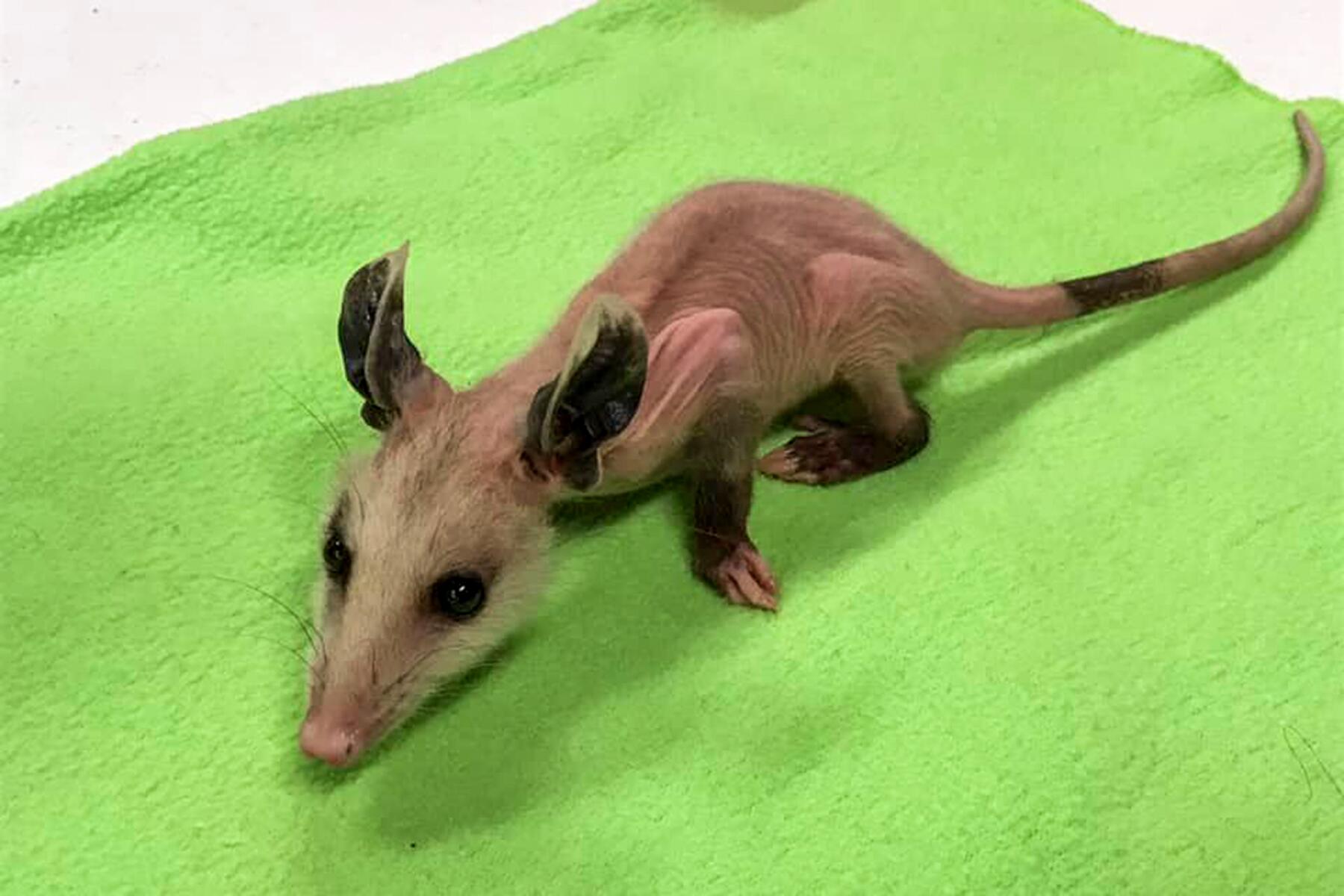 07_RareAnimals__HairlessPossum_7.) 122447027_4421806131227933_5289067643320897208_n
