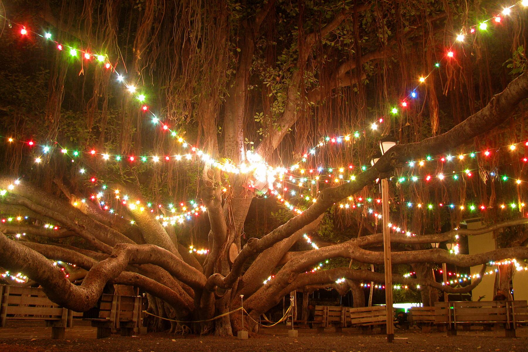 08_TropicalChristmas__LightingOfTheBanyanTree_8 4230227150_9238e1c108_o