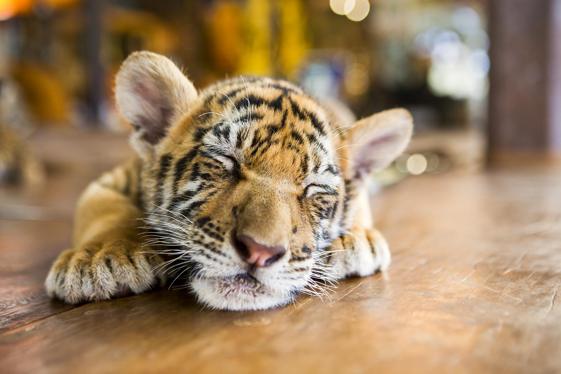 09_RareAnimals__GoldenTiger_shutterstock_265645655