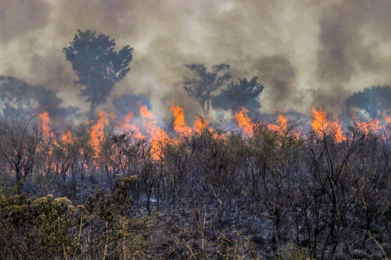 What Is Happening With the Amazon Wildfires in Brazil?