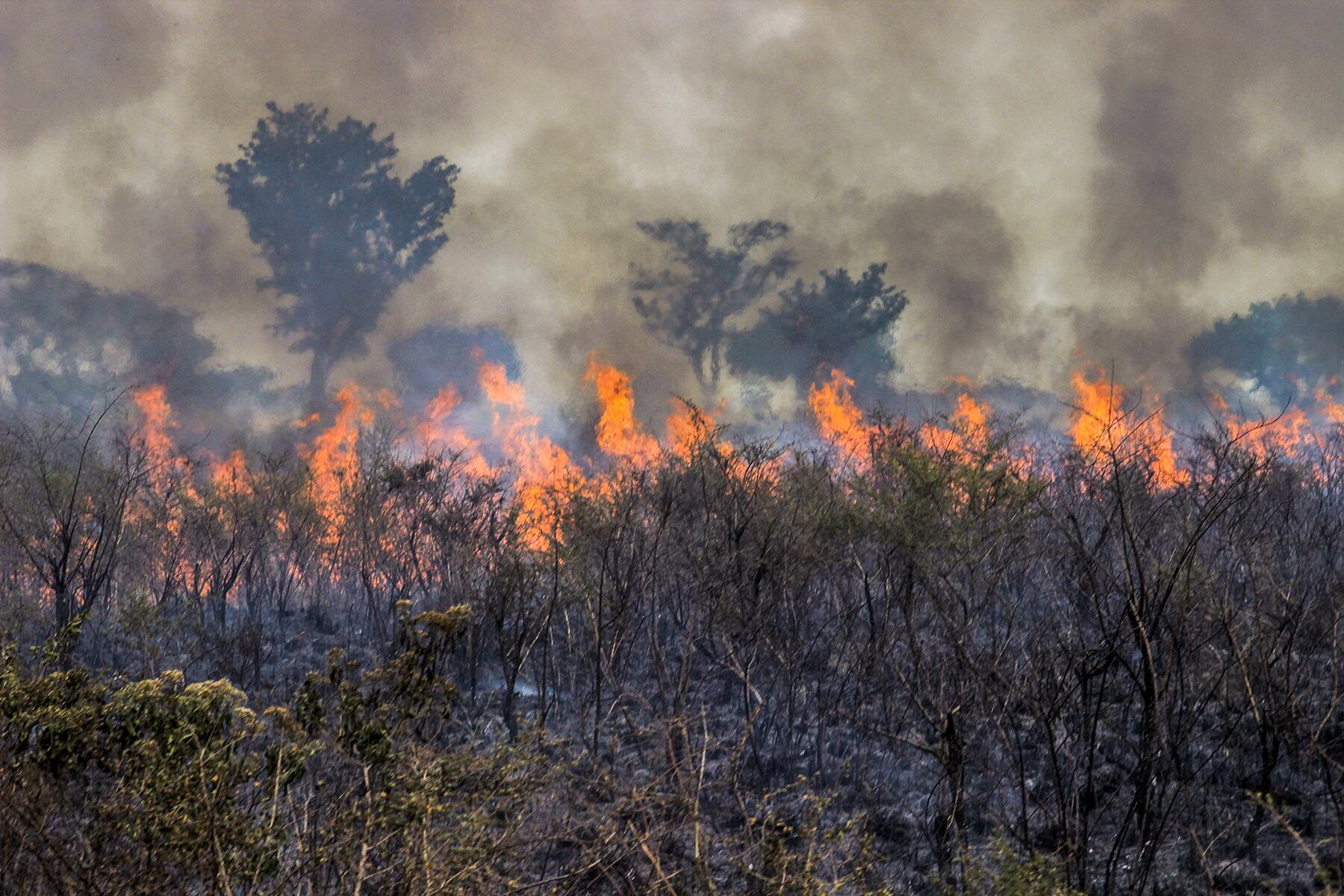 What Is Happening With The Amazon Wildfires In Brazil