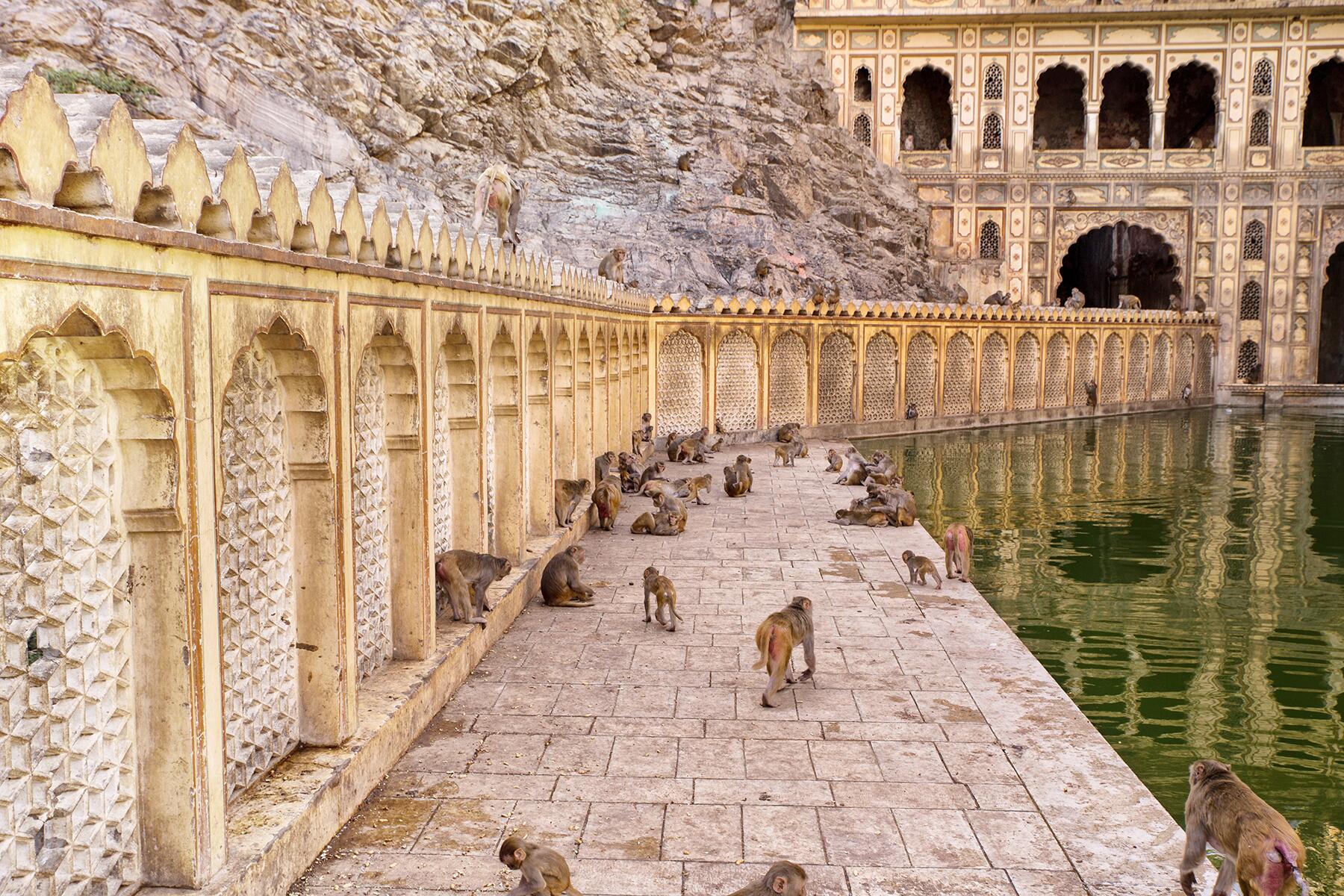 03_AnimalTemplesIndia__GaltajiTemple_shutterstock_1031570731
