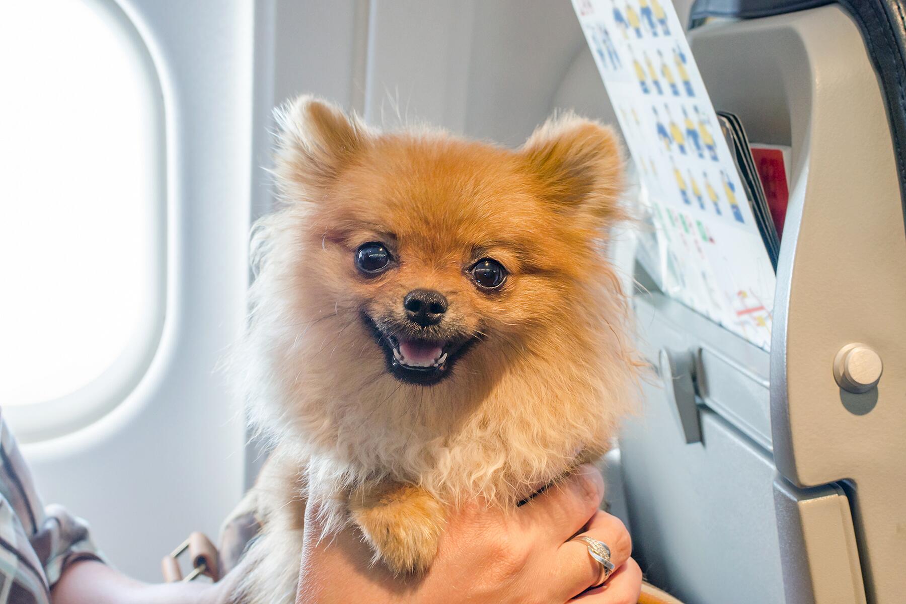 do all airlines accept emotional support dogs