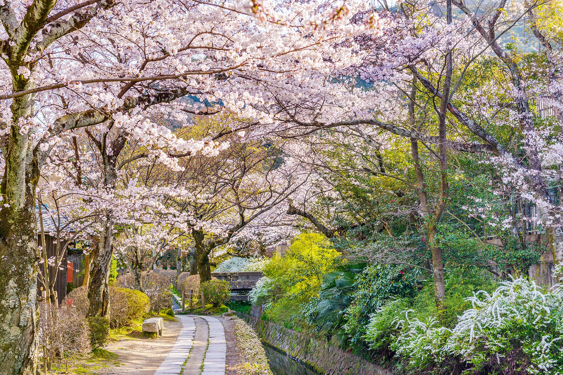 01_PlacesToSeeCherryBlossoms__KyotoJapan_shutterstock_527729881