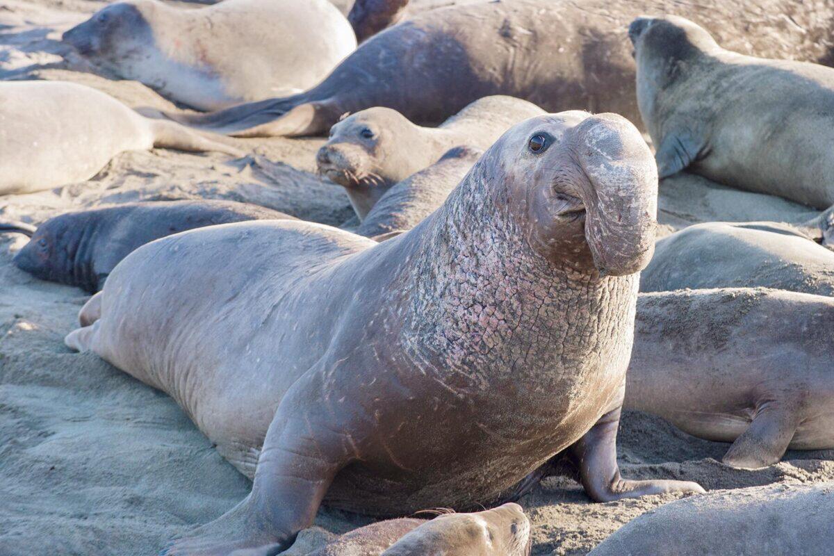 Wildlife and Sea Life That Live Off California's Coast