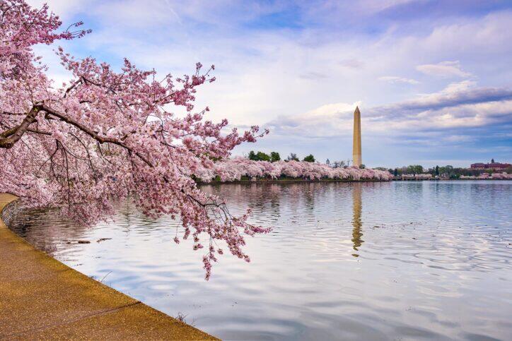 The Best Cities in the World to See Cherry Blossoms