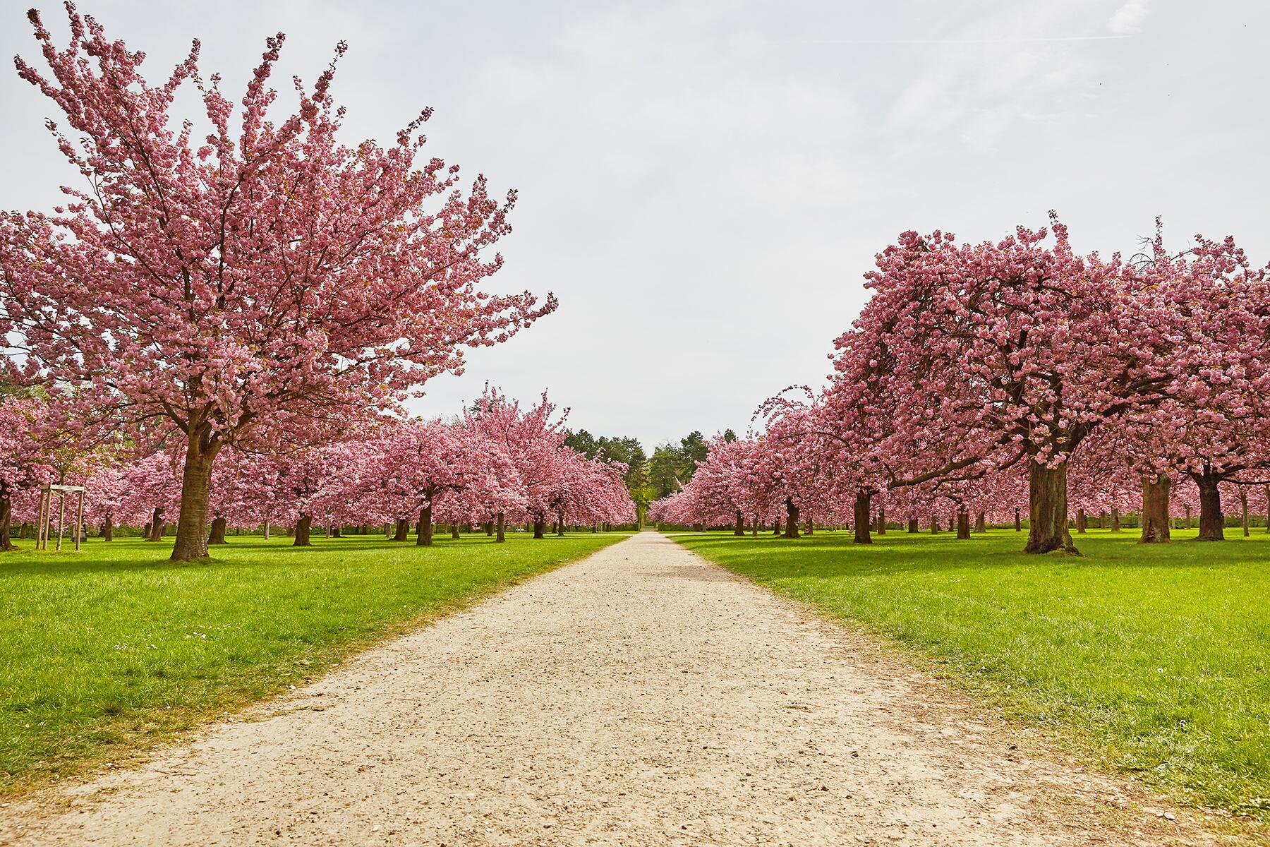 04_PlacesToSeeCherryBlossoms__ChateauDeSceauxFrance_shutterstock_1694537290