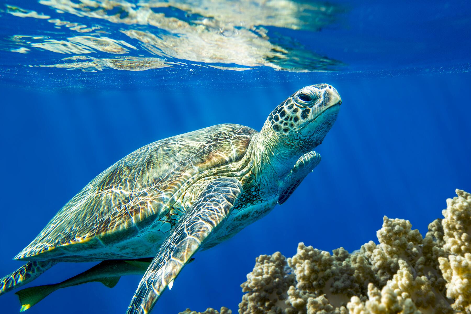 06_AnimalsOfTheYucutan__LoggerheadTurtle_shutterstock_421631596