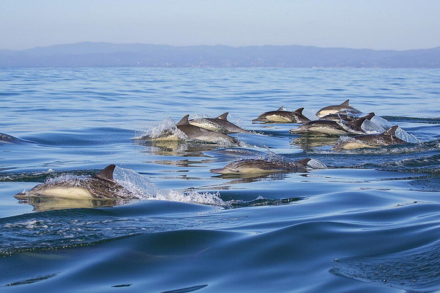 Wildlife and Sea Life That Live Off California's Coast