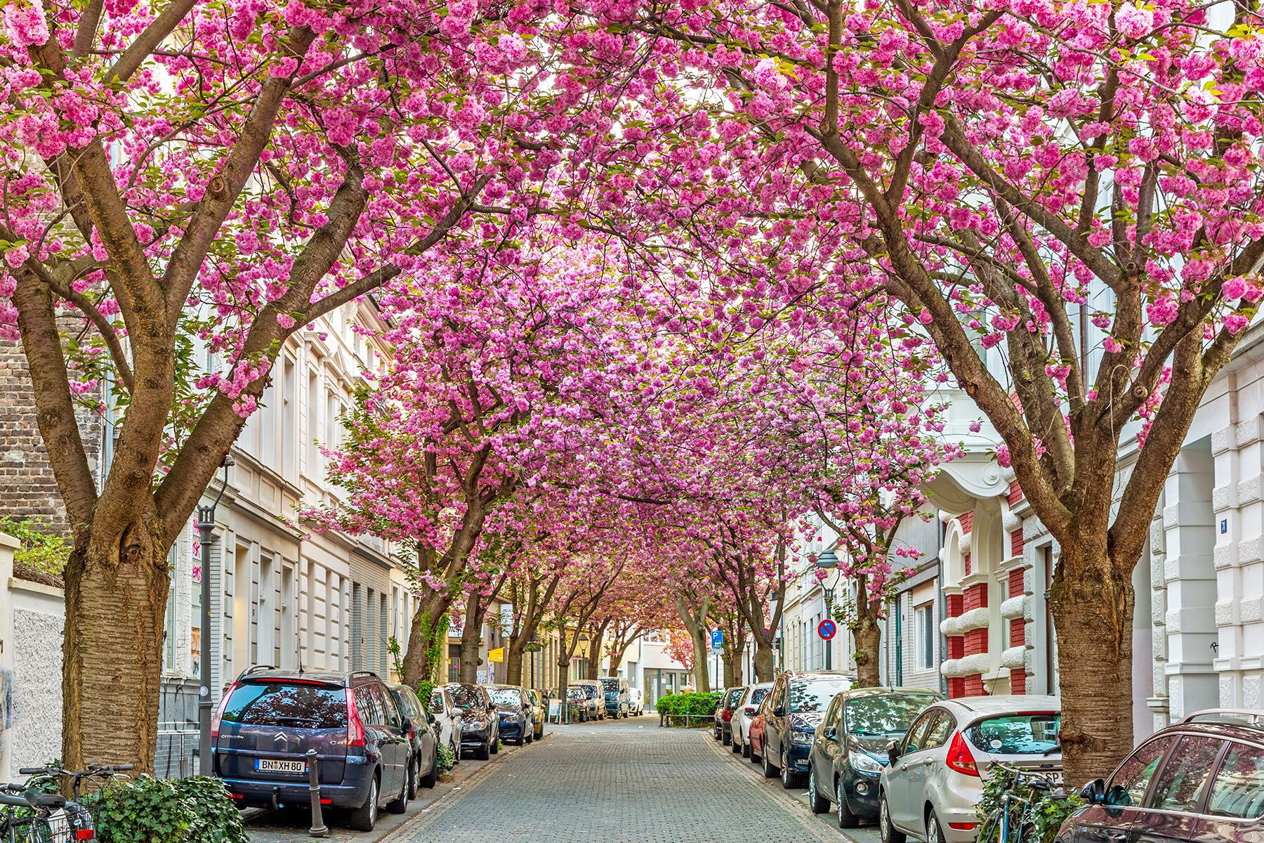 07_PlacesToSeeCherryBlossoms__BonnGermany_shutterstock_1077915203