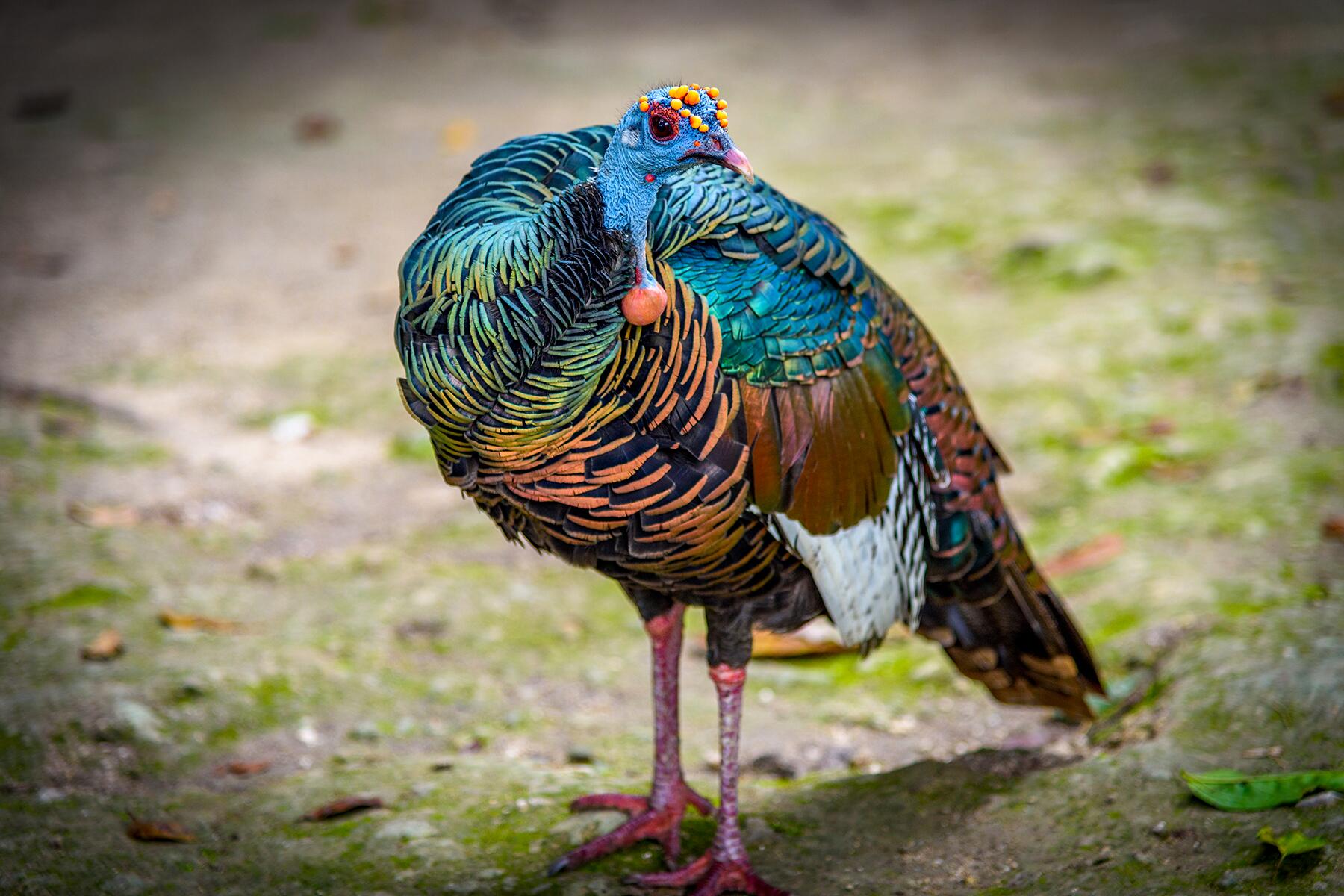08_AnimalsOfTheYucutan__OcellatedTurkey_shutterstock_552697279