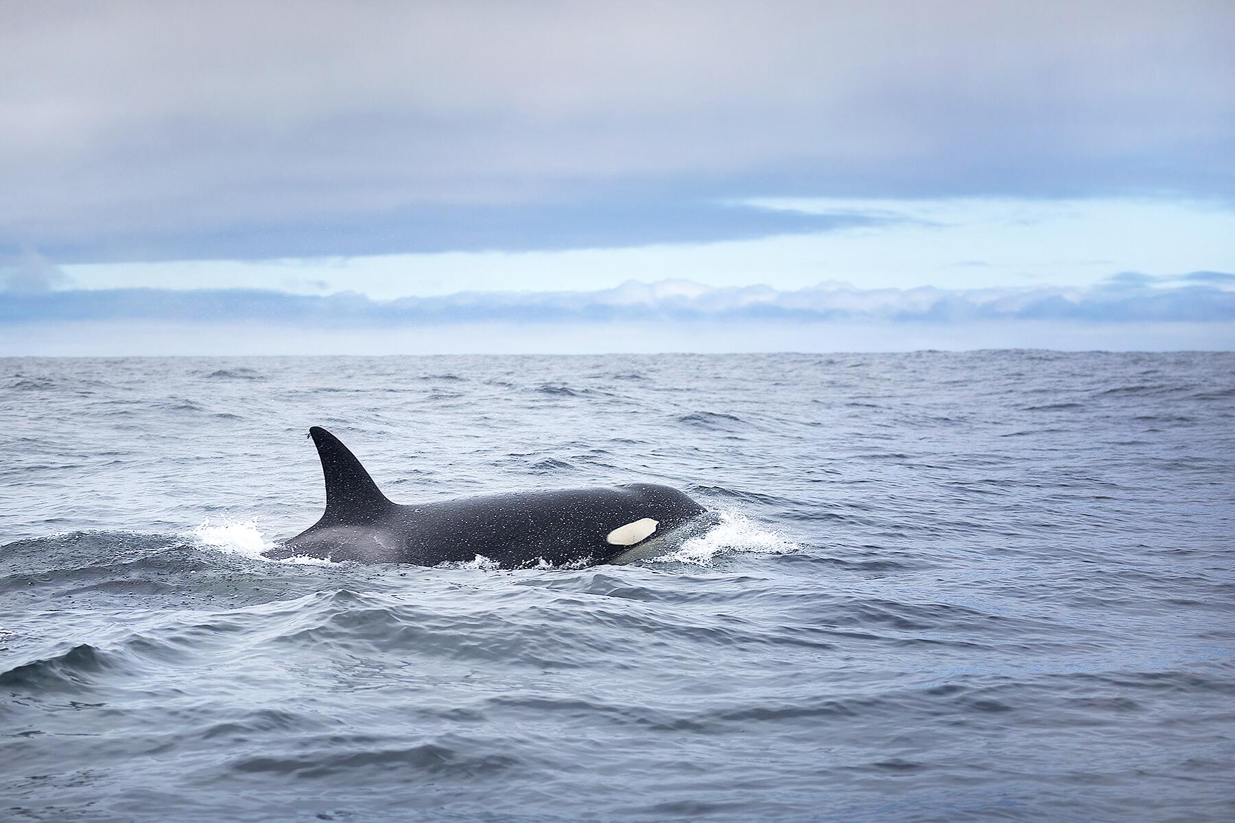 08_CAMarineAnimals__Orcas_shutterstock_517693594