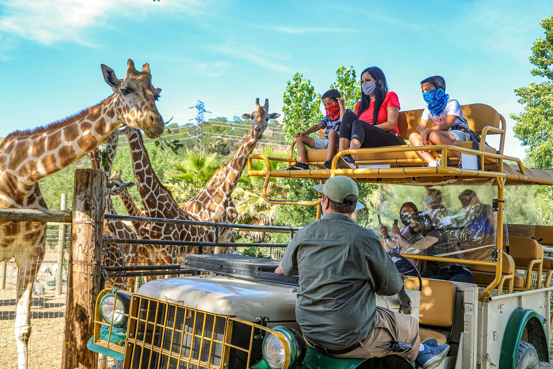 08_RomanticSplurgesForValentinesDay_PrivateSafari_Tour-Giraffe-Group-COVID-Will-Bucquoy