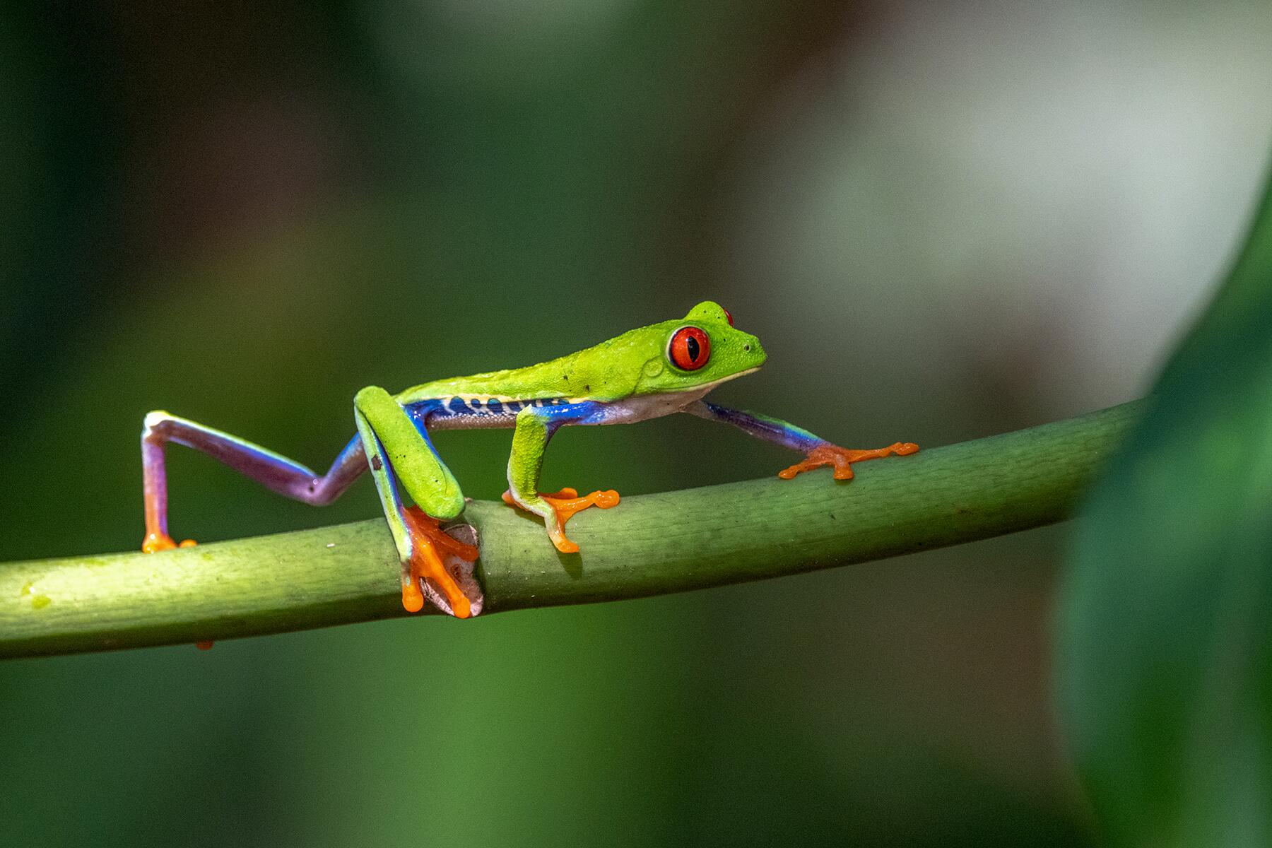 09_AnimalsOfTheYucutan__RedEyedTreeFrog_shutterstock_1268188525
