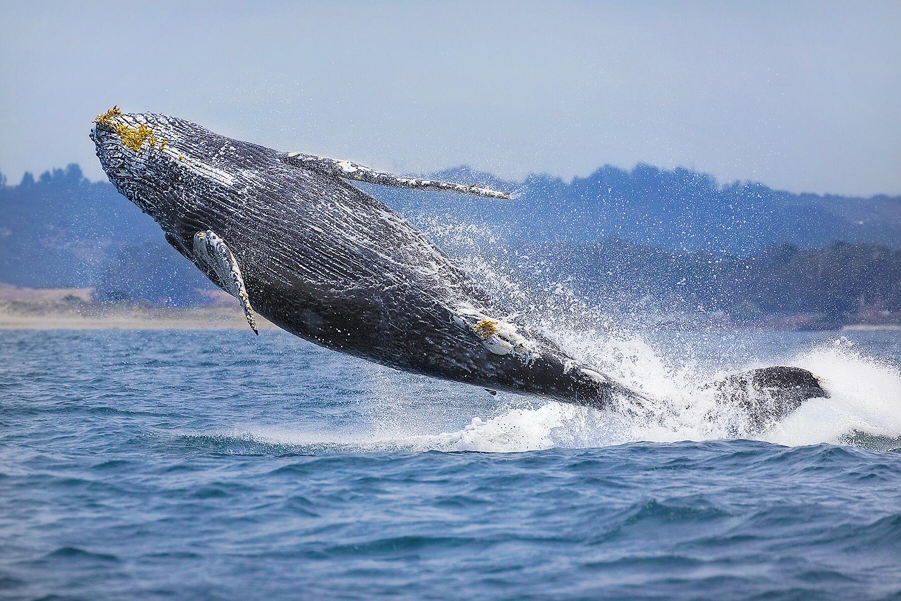 09_CAMarineAnimals__HumpbackWhale_shutterstock_527501026