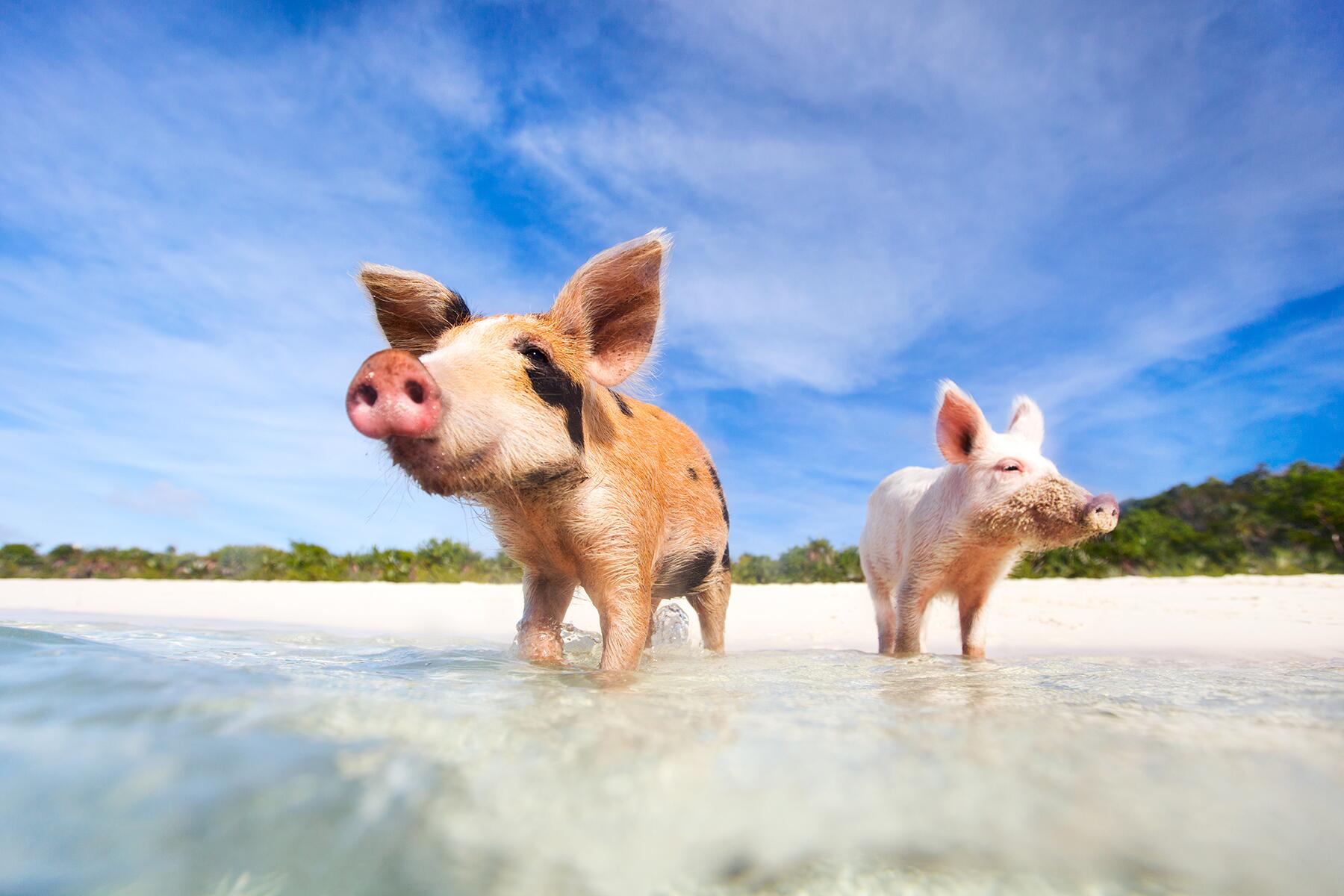 09_Don'tDoThisInTheBahamas__Don'tFeedThePigsBeer_dreamstime_xxl_37128633