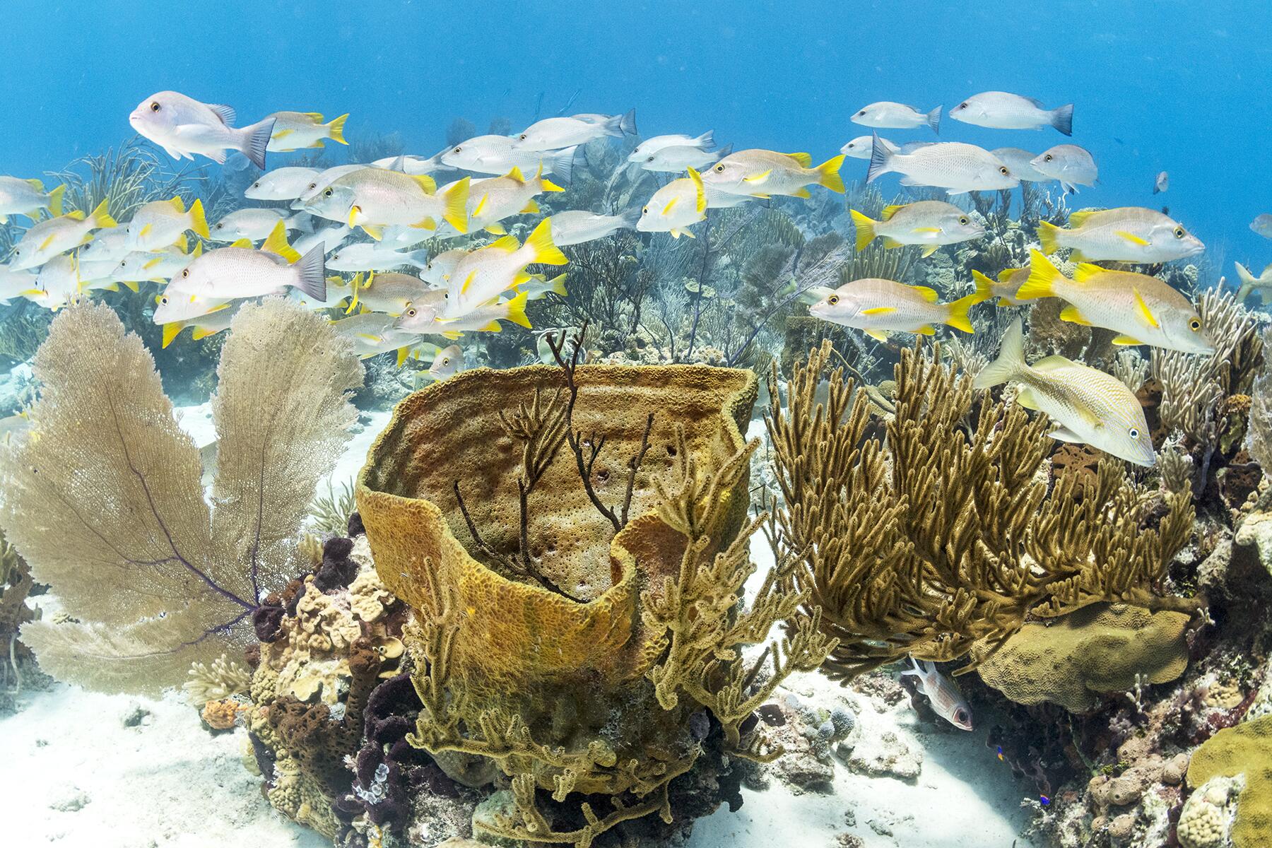10_Don'tDoThisInTheBahamas__Don'tTouchTheCoral_shutterstock_695874715