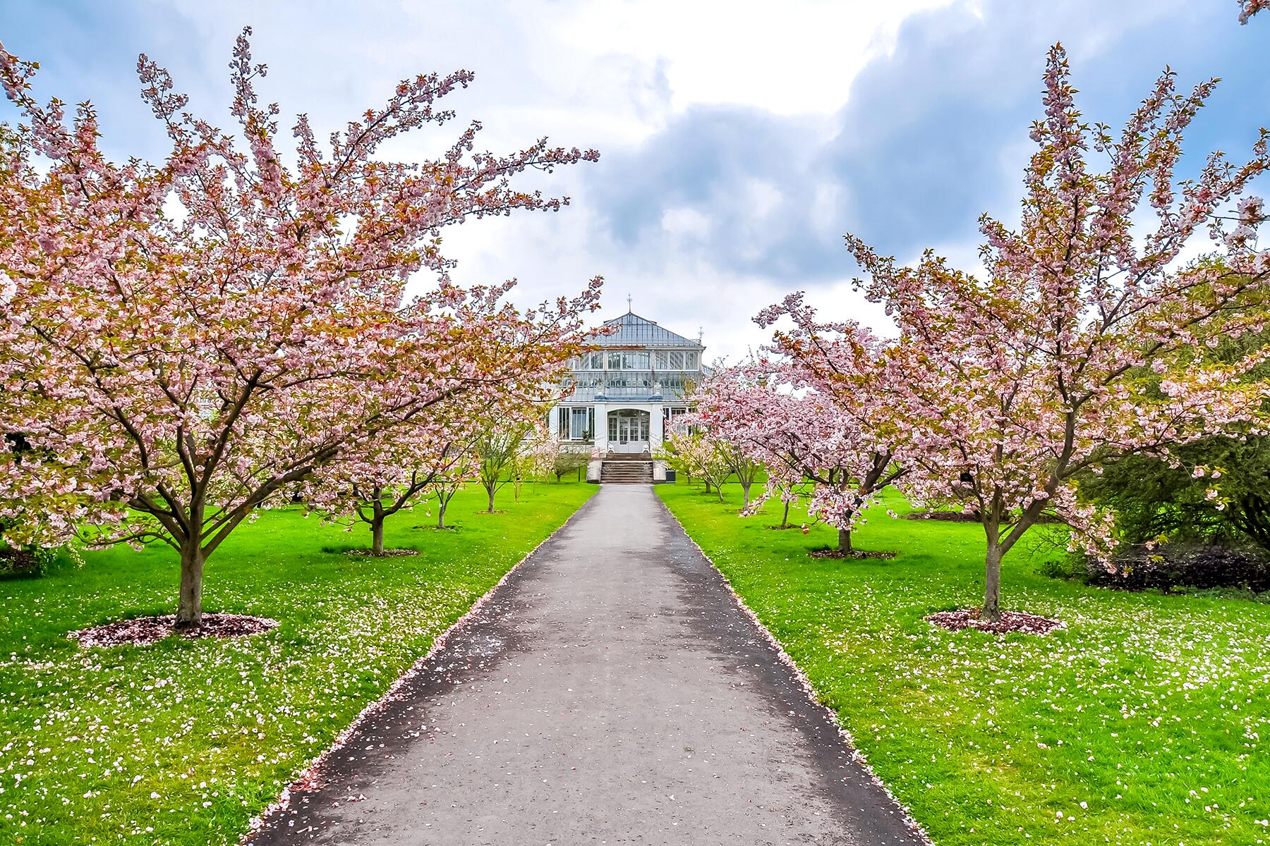10_PlacesToSeeCherryBlossoms__LondonUK_shutterstock_1335922118