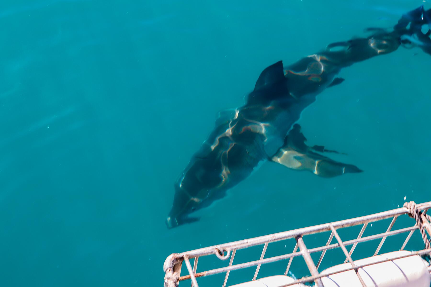 11_MostDangerousBodiesOfWater__SharkAlley_shutterstock_1601466343
