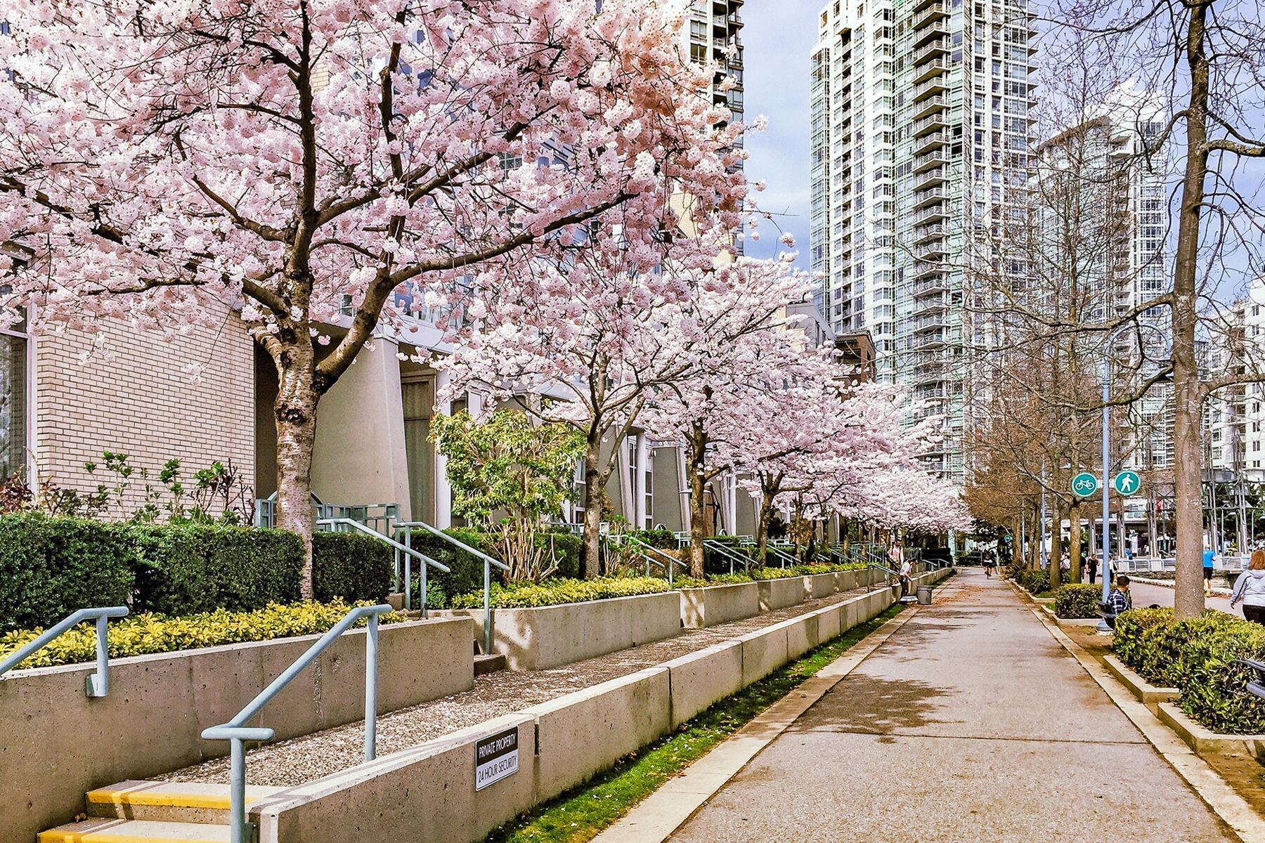 12_PlacesToSeeCherryBlossoms__VancouverCanada_shutterstock_1418567741