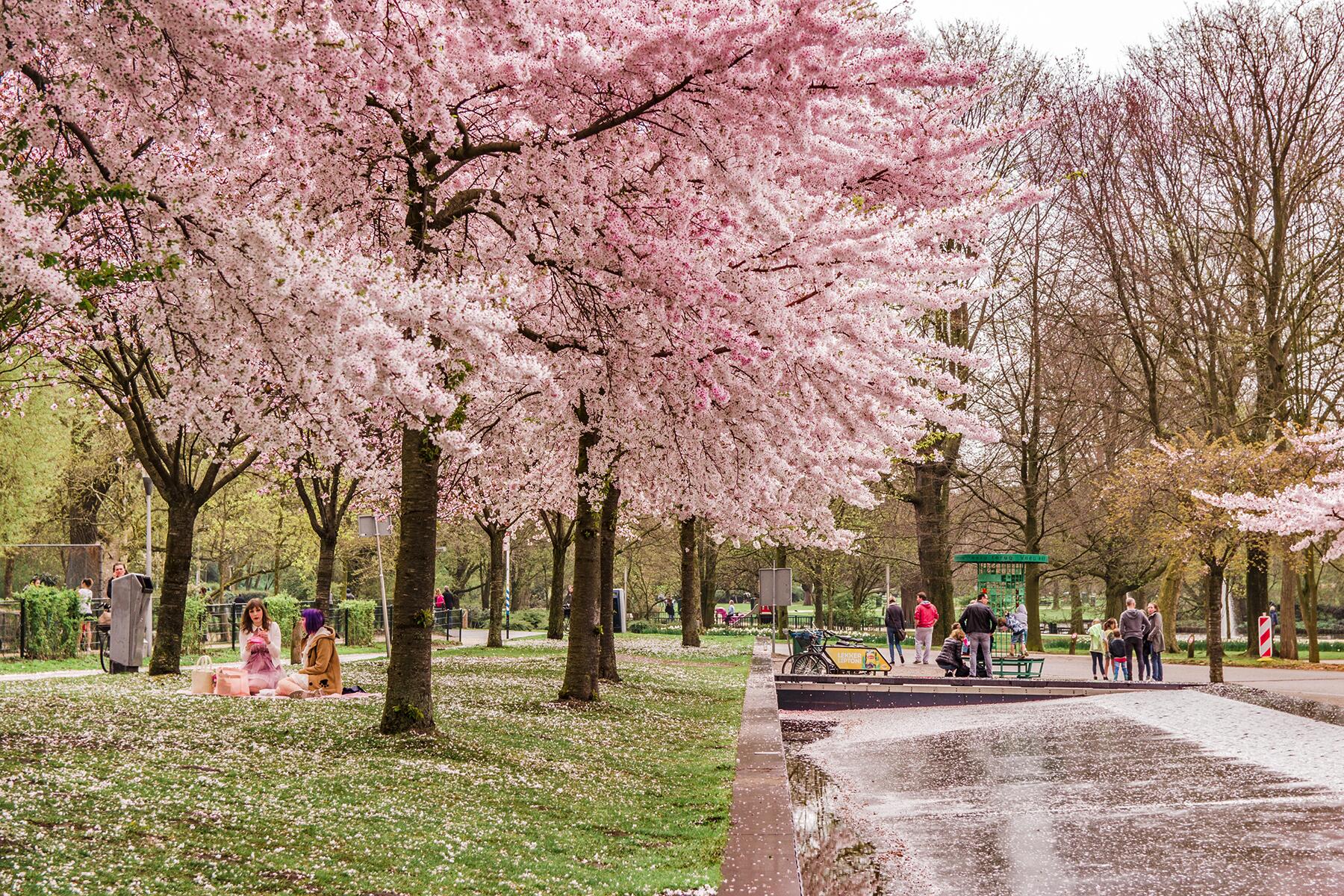 13_PlacesToSeeCherryBlossoms__AmsterdamNetherlands_shutterstock_1590158629