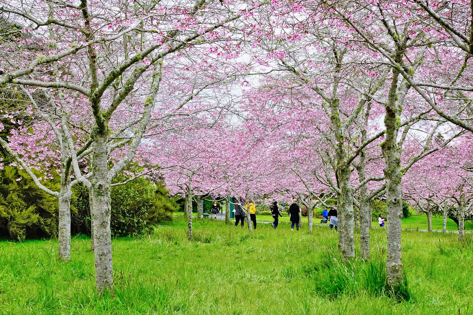 Cerezos en flor en Amsterdam, 2024