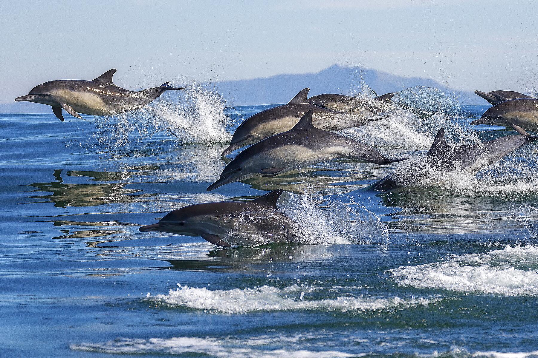 Wildlife and Sea Life That Live Off California's Coast