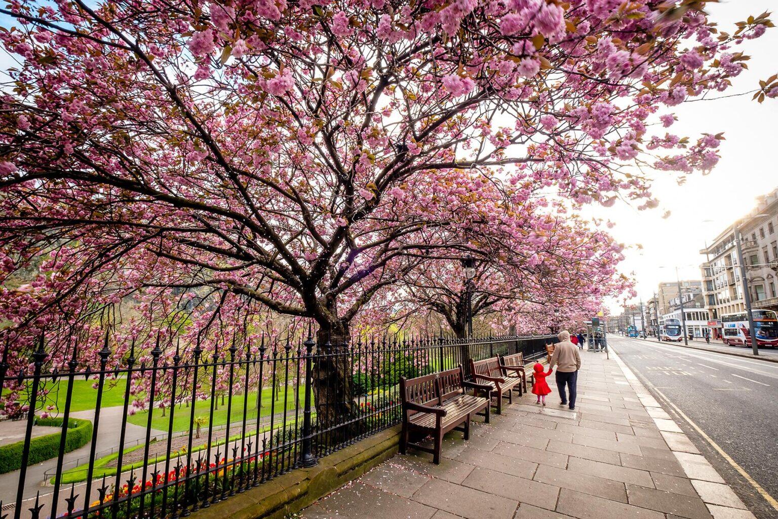 The Best Cities in the World to See Cherry Blossoms