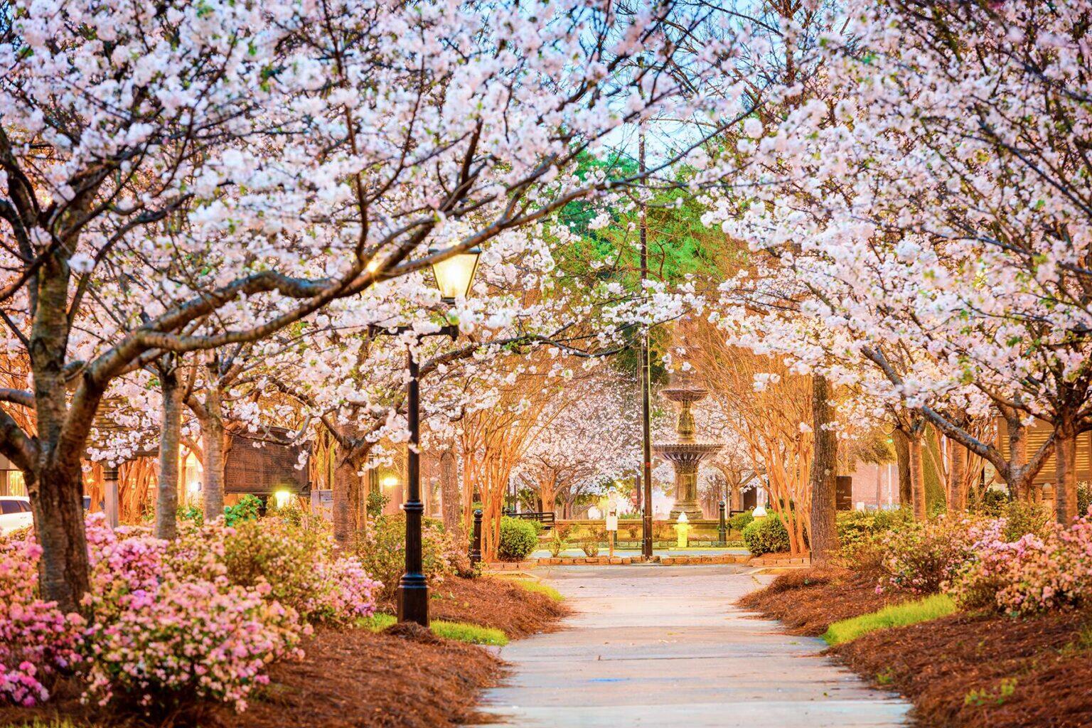 Experience Cherry Blossoms Without the Crowds in Macon,