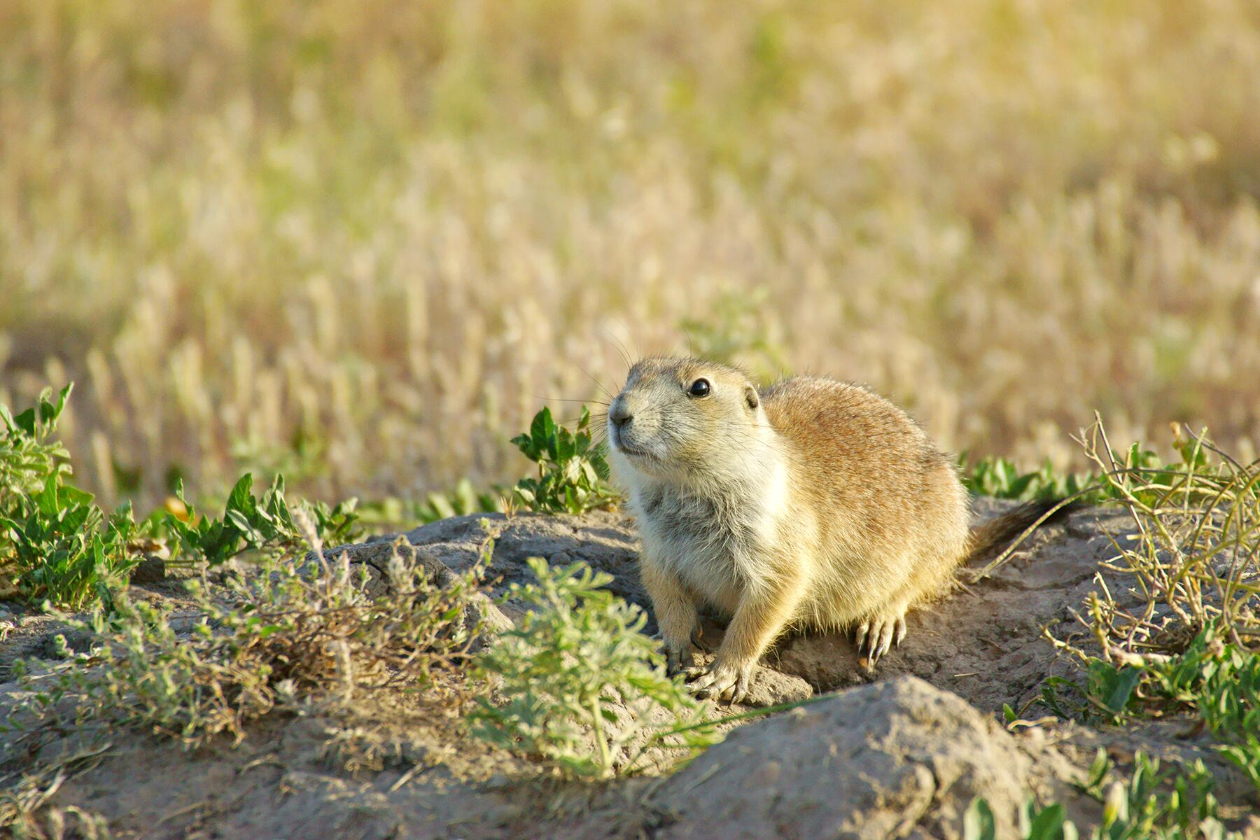 02_USWildlife__PrairieDogs_shutterstock_451803403