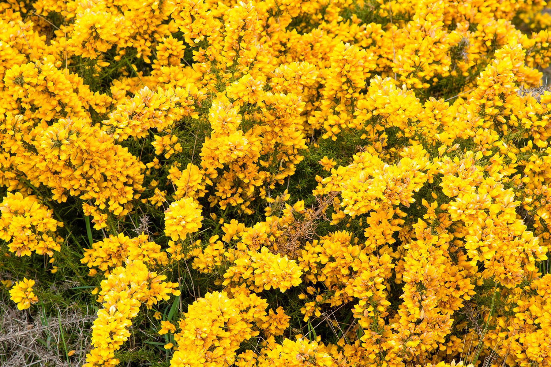 04_EuropeanCountriesCelebrateMayDay__Maias_shutterstock_1431924965