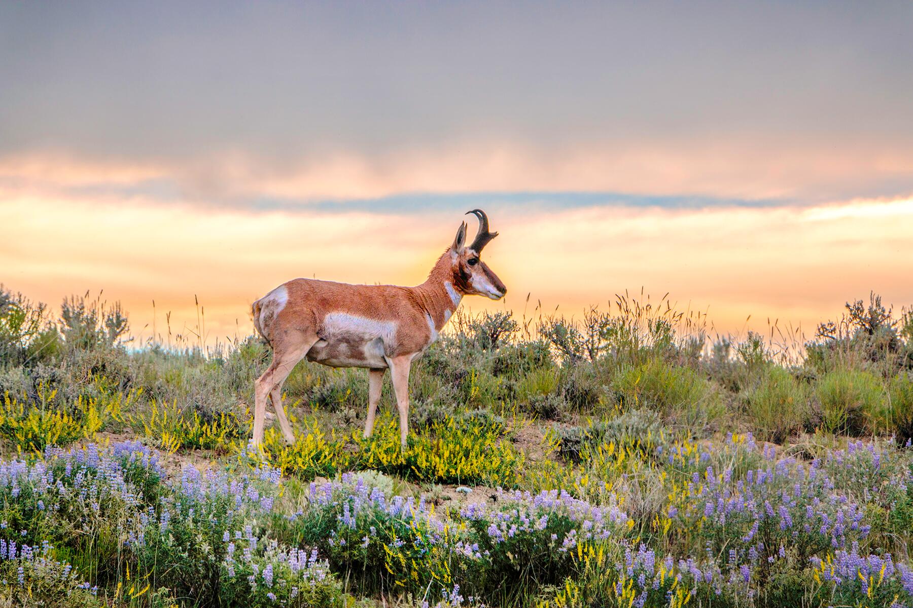 04_USWildlife__Pronghorn_shutterstock_1122013001