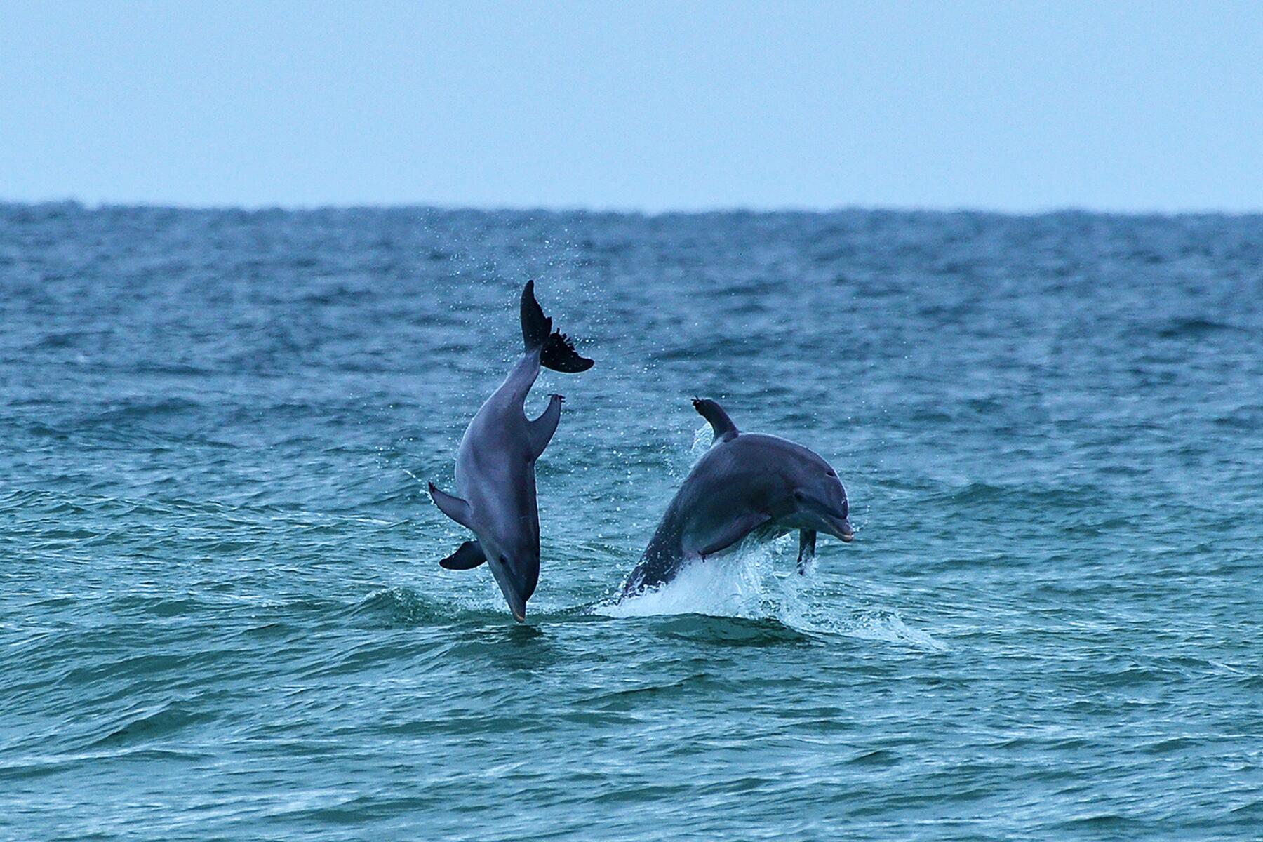 05_USWildlife__WildDolphins_shutterstock_1057548506