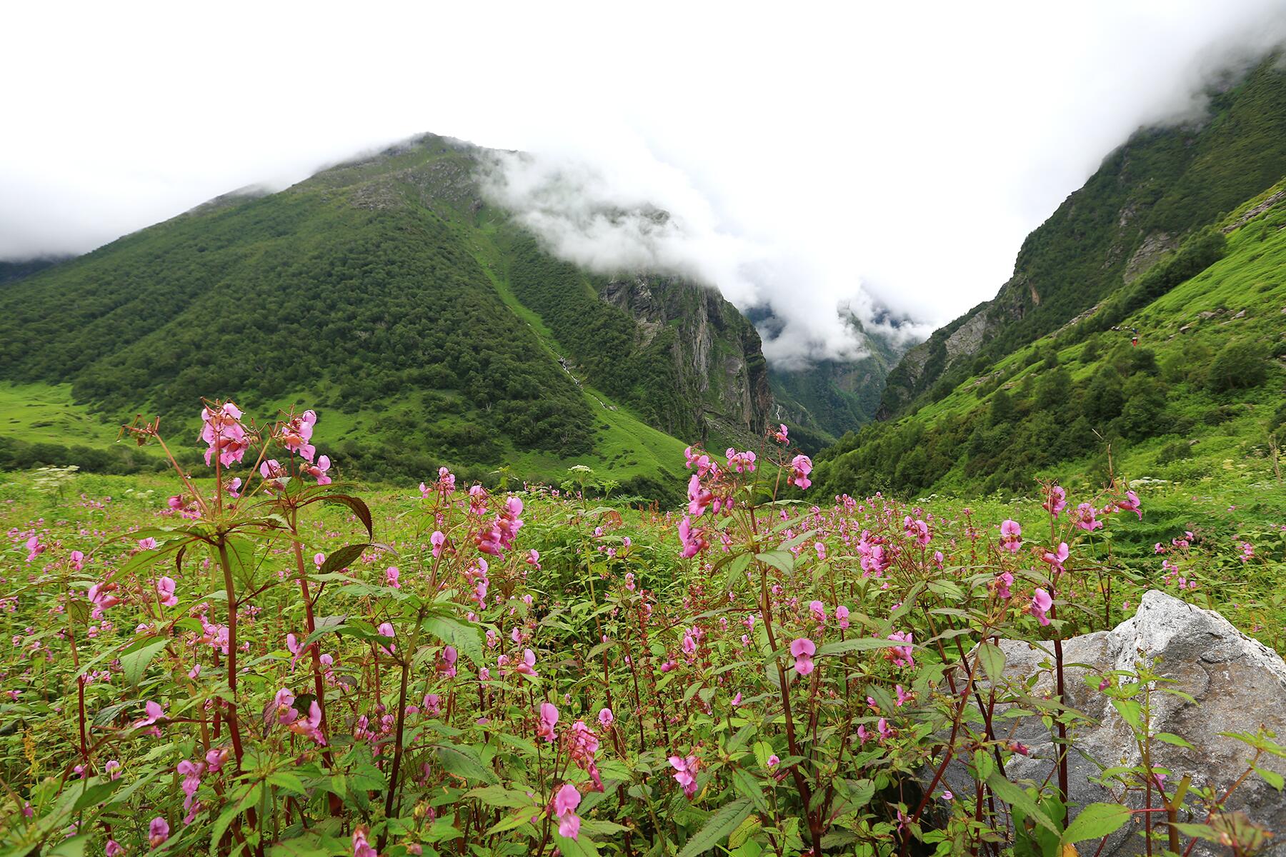 07_OtherworldlyHimalayas__ValleyOfTheFlowers_shutterstock_1894067335