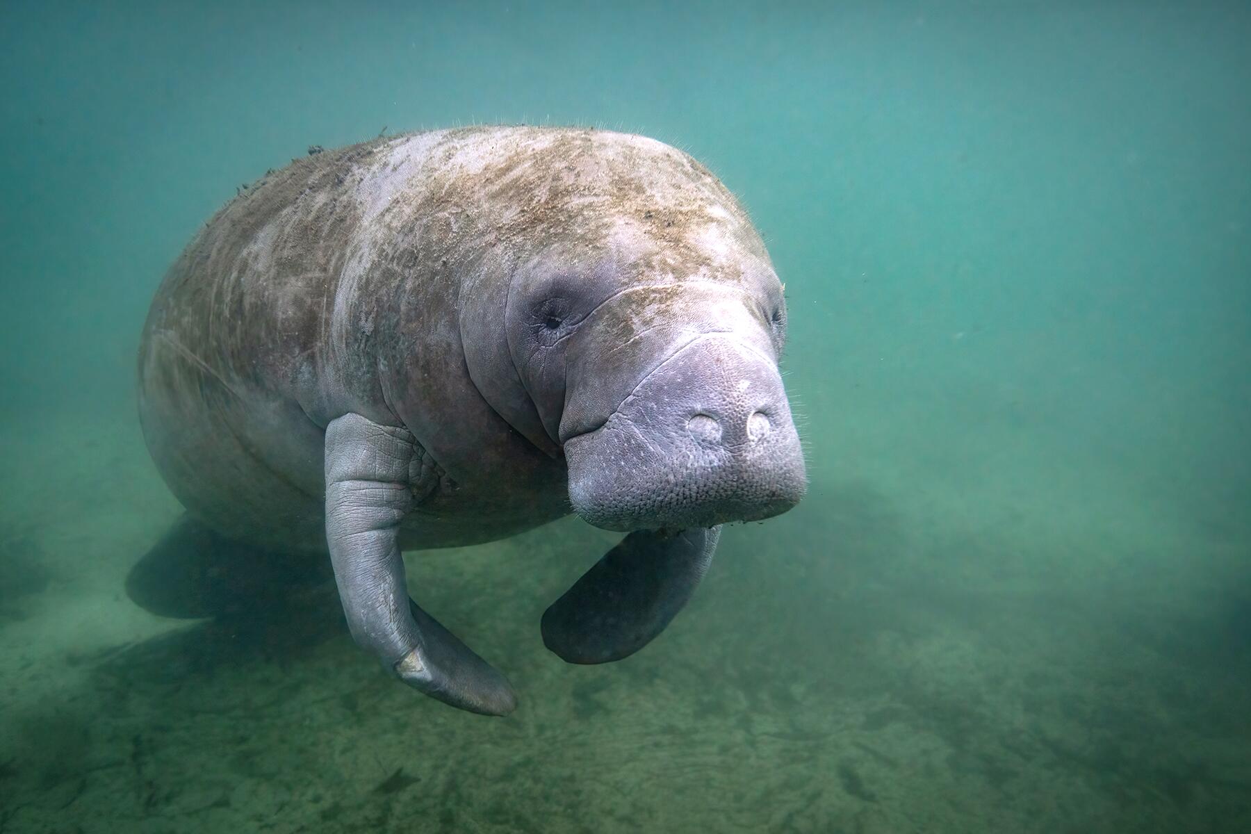 08_USWildlife__WildManatees_shutterstock_1898573353