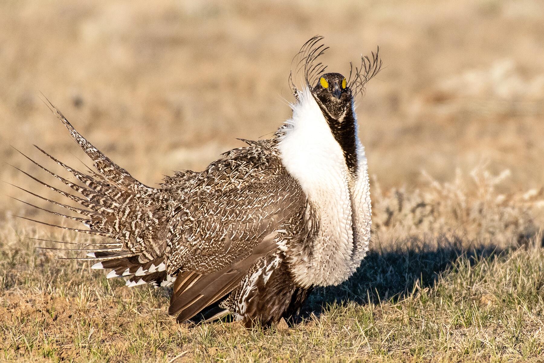 09_USWildlife__SageGrouse_shutterstock_1381475597