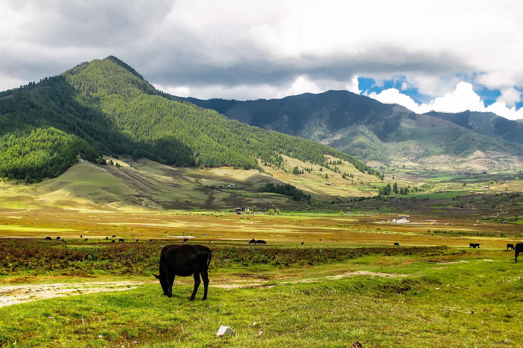 10_OtherworldlyHimalayas__PhobjikhaValley_shutterstock_546358750