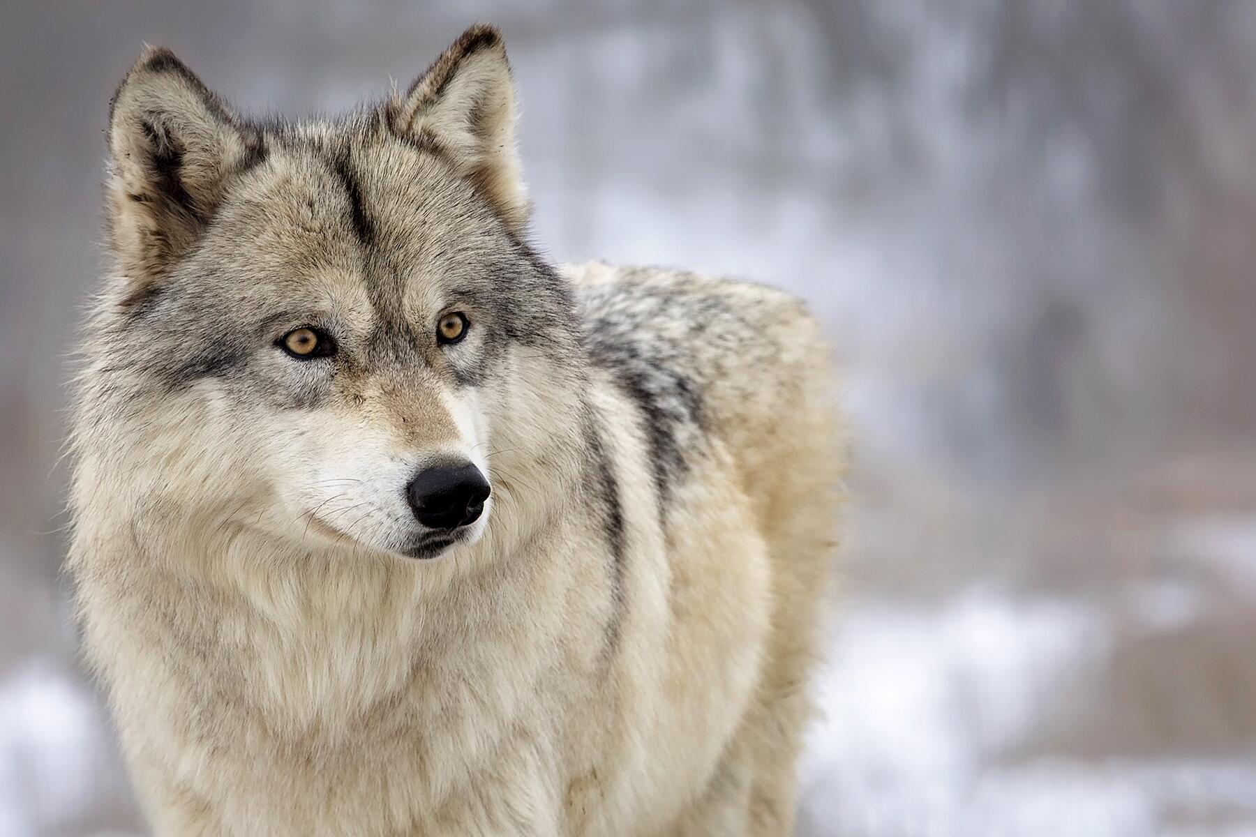 10_USWildlife__GreyWolf_shutterstock_388126468