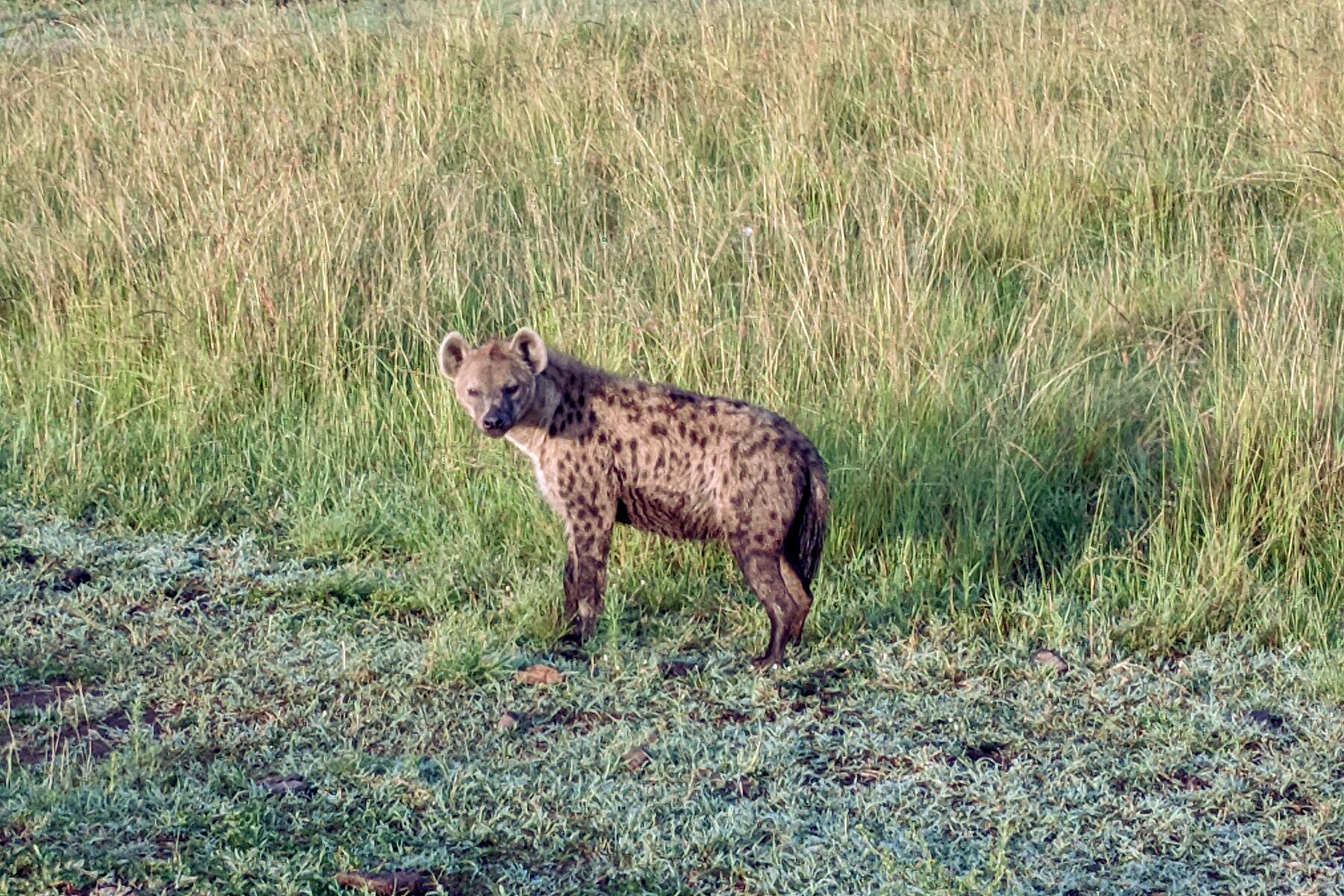 hyenas the next morning