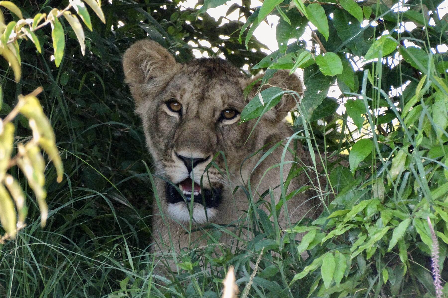 lion in the bushes